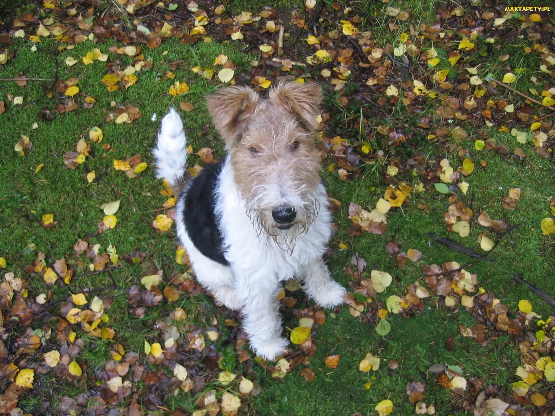 Lakeland Terrier, Trawa, Liście