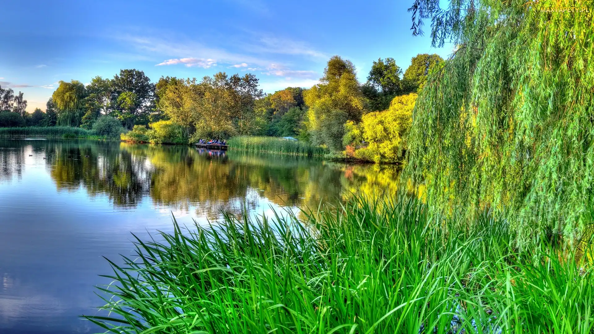 Zarośla, Drzewa, Jezioro