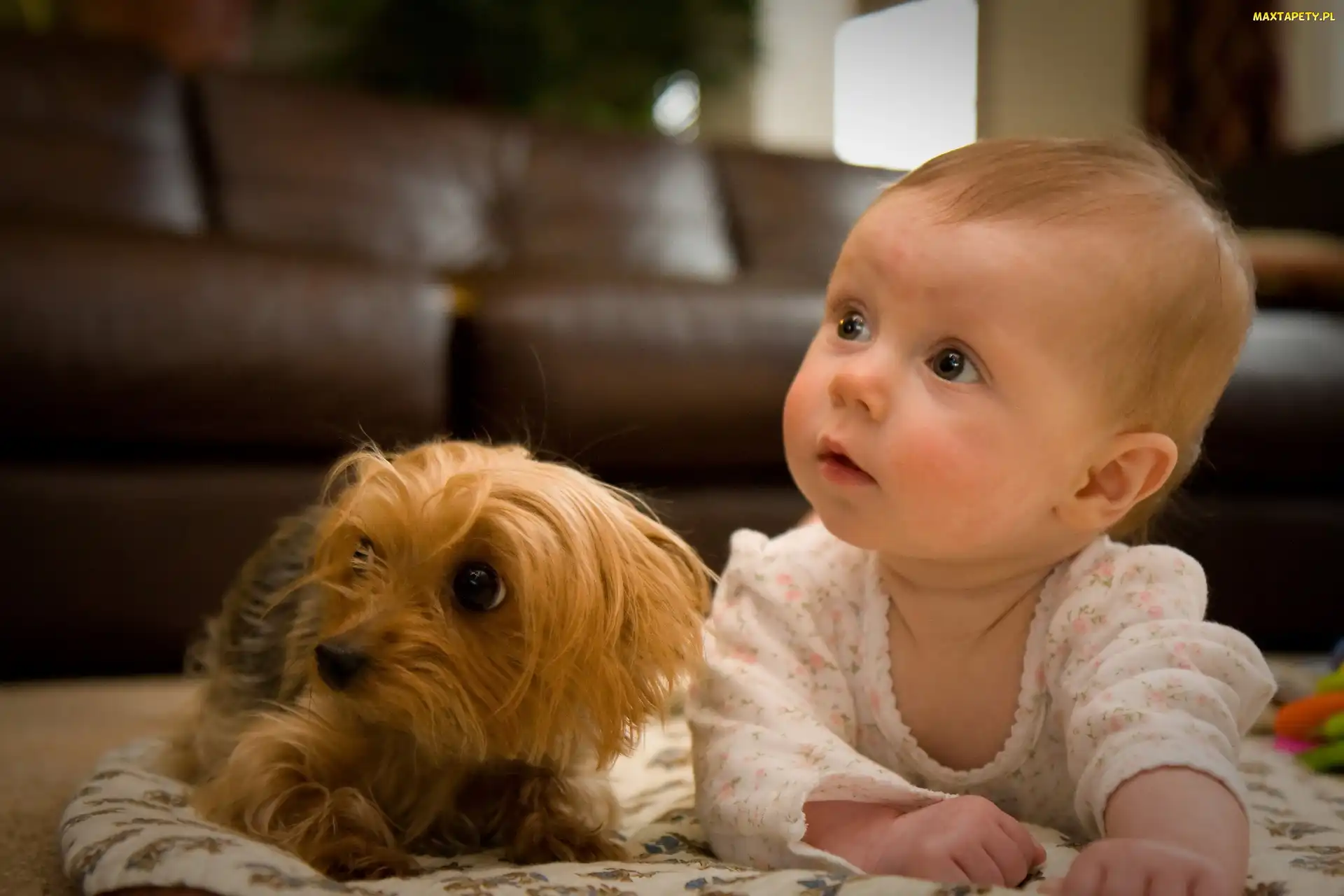 Piesek, Yorkshire Terrier, Dziecko
