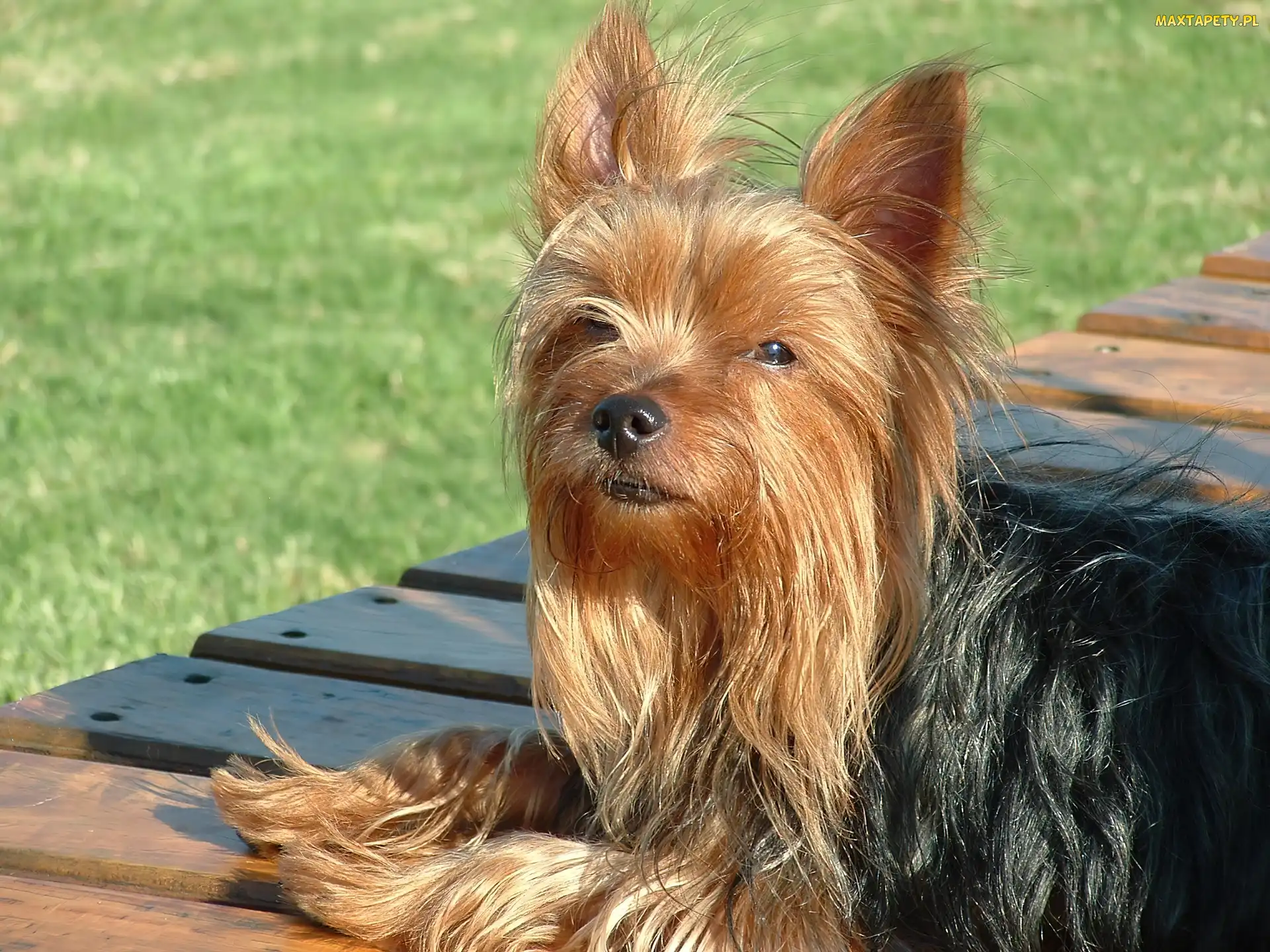Yorkshire Terrier, Deski, Piesek