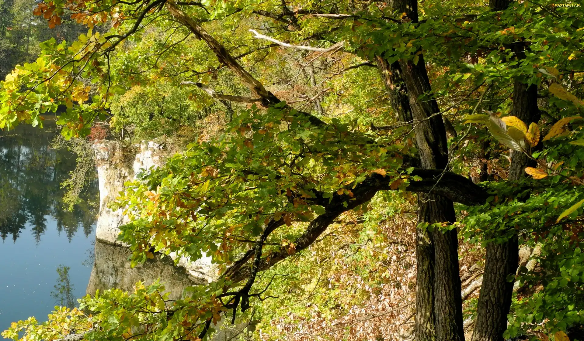 Drzewo, Woda, Jesień