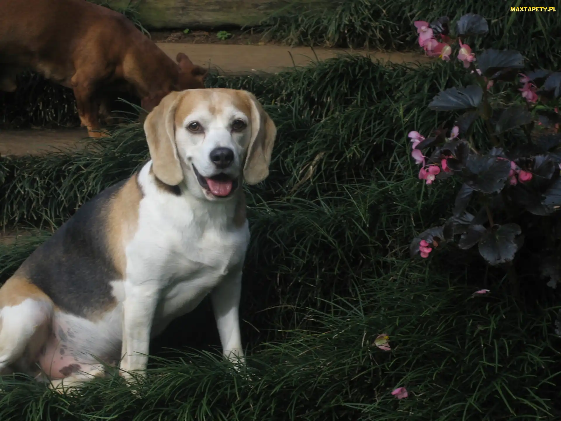 Kwiatki, Trawa, Piesek, Beagle