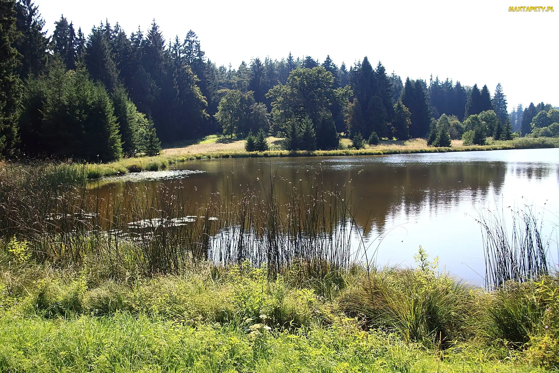 Drzewa, Trawa, Jezioro