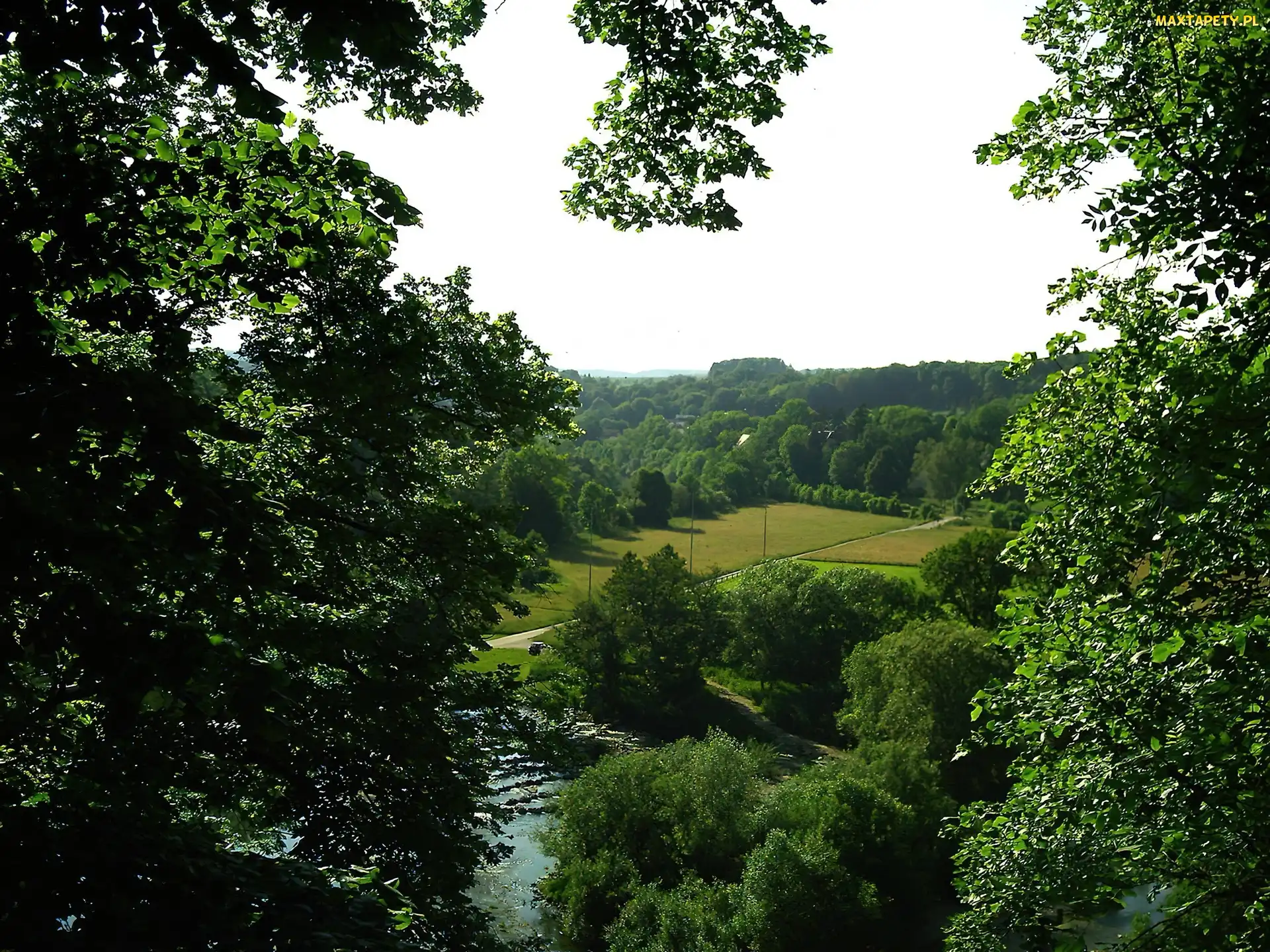 Dolina, Drzewa, Las