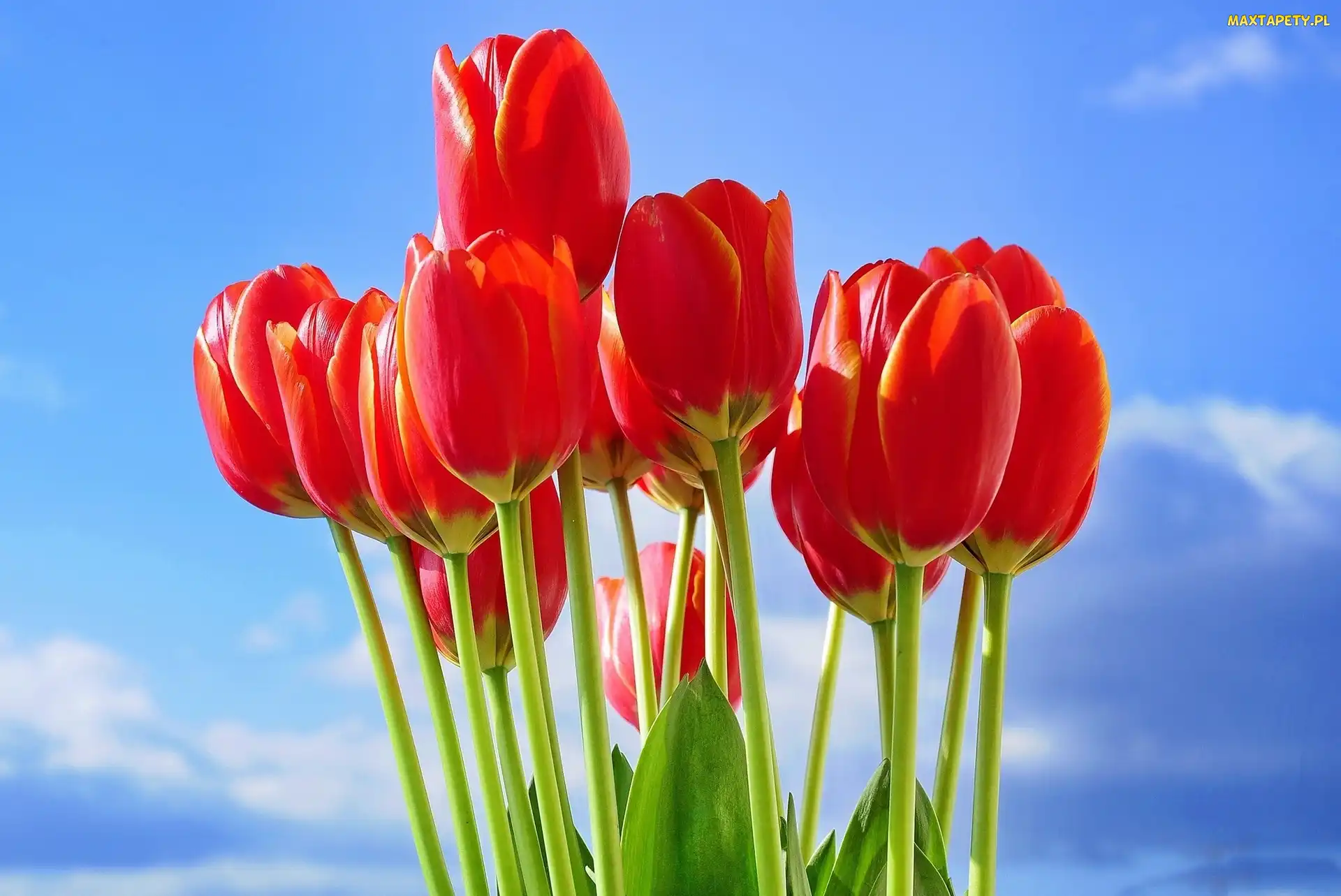 Tulipany, Niebo, Czerwone