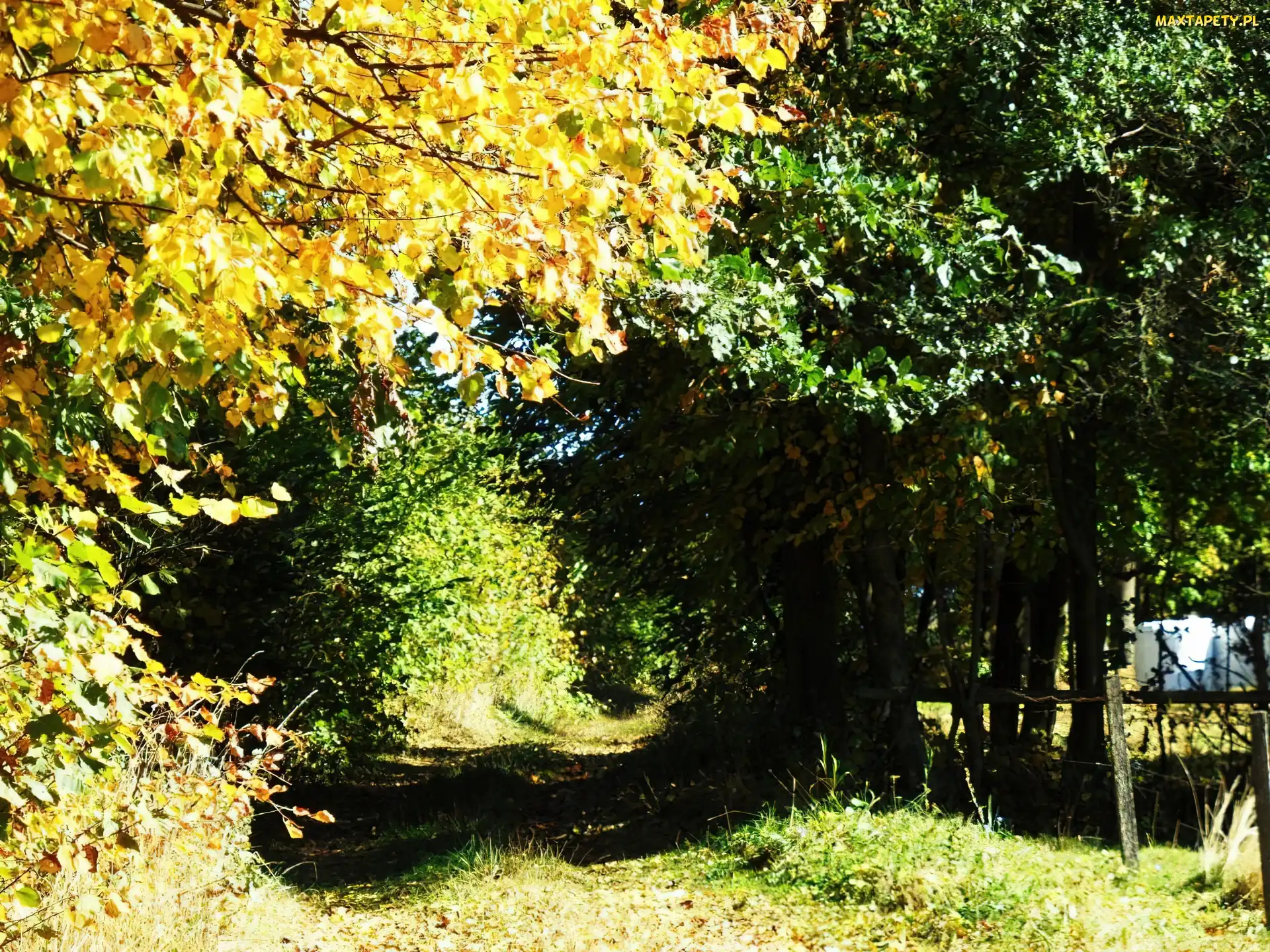 Jesień, Drzewa, Leśna, Droga