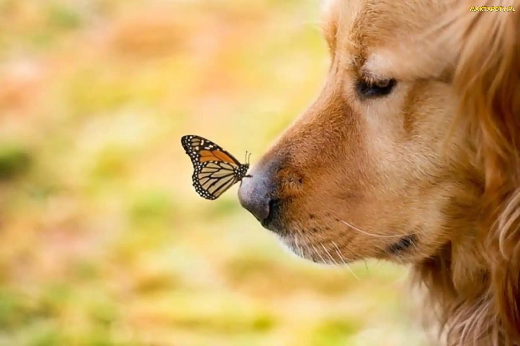 Psa, Motyl, Mordka