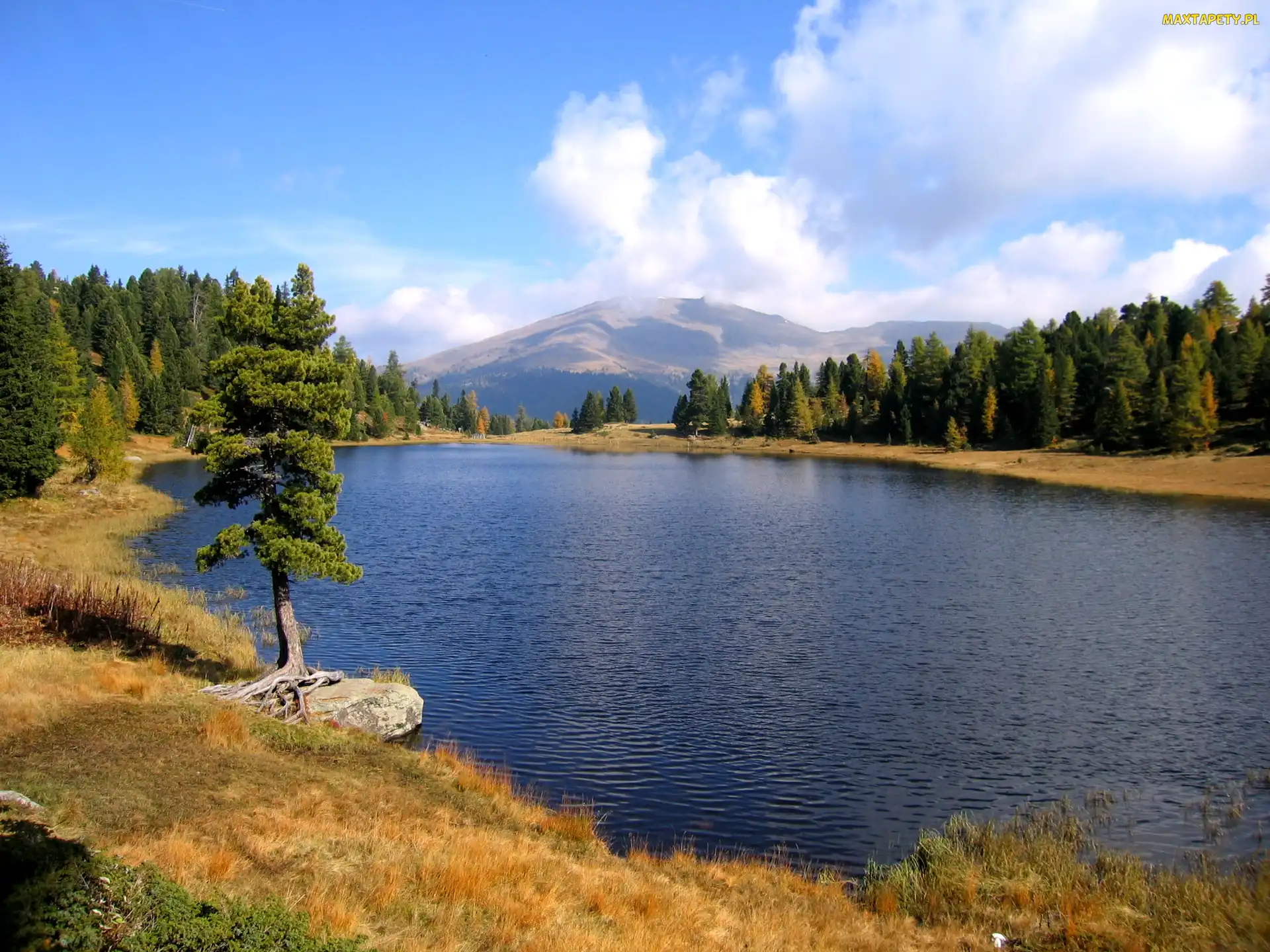Jezioro, Szwajcaria, Trawa, Drzewa, Czarne