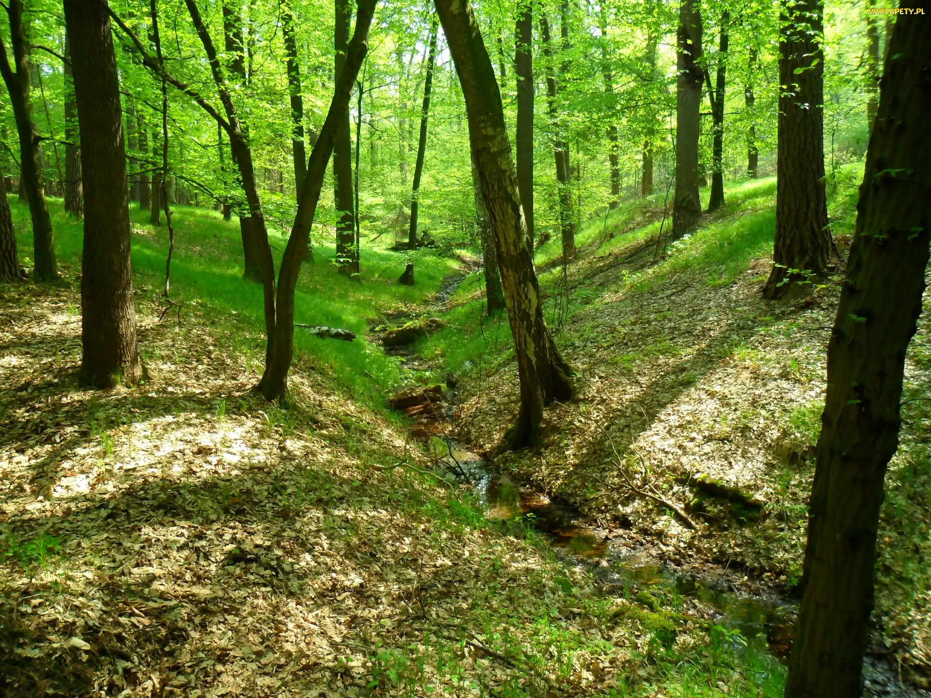 Las, Polska, Racibórz, Obora