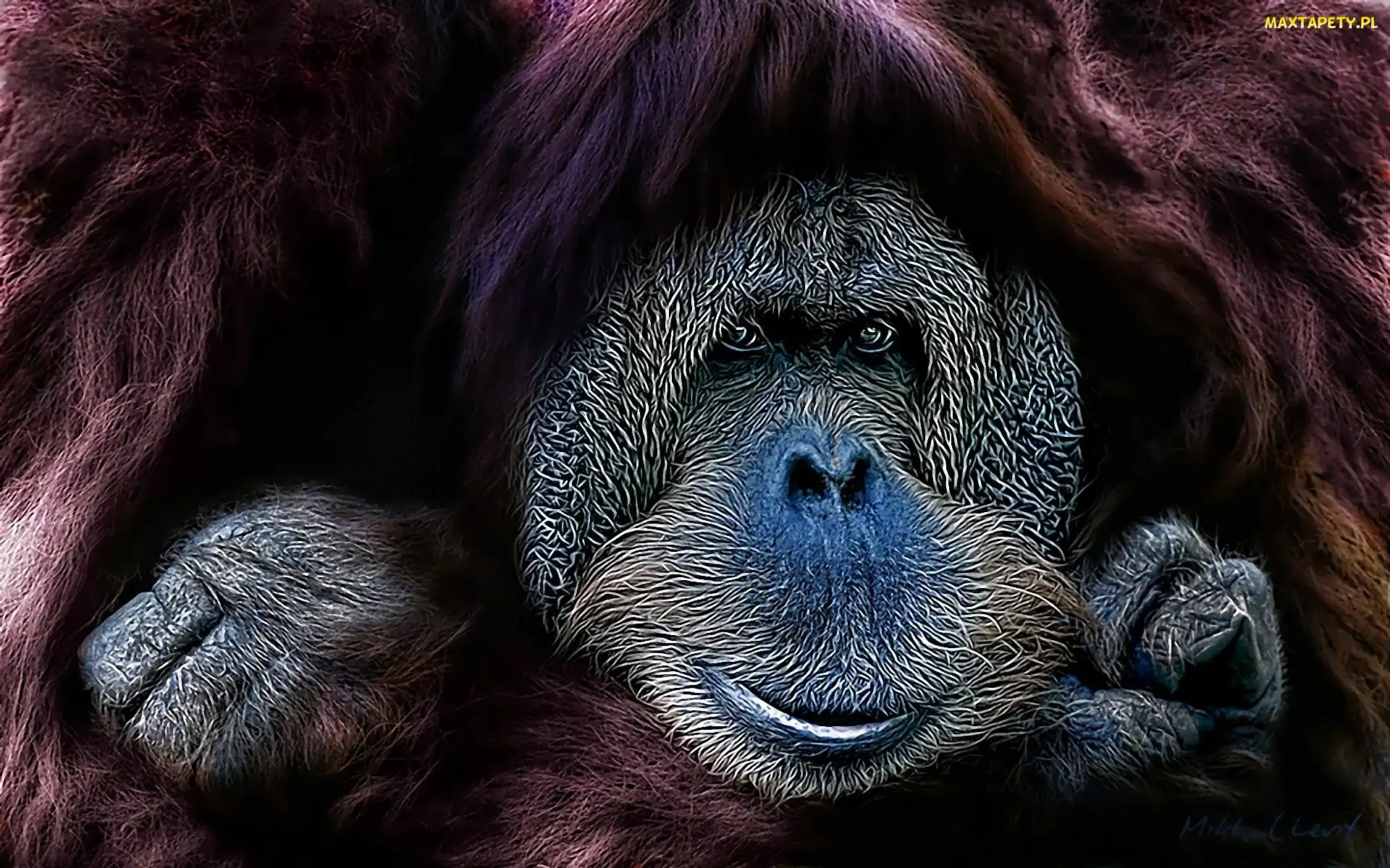Małpa, Orangutan sumatrzański