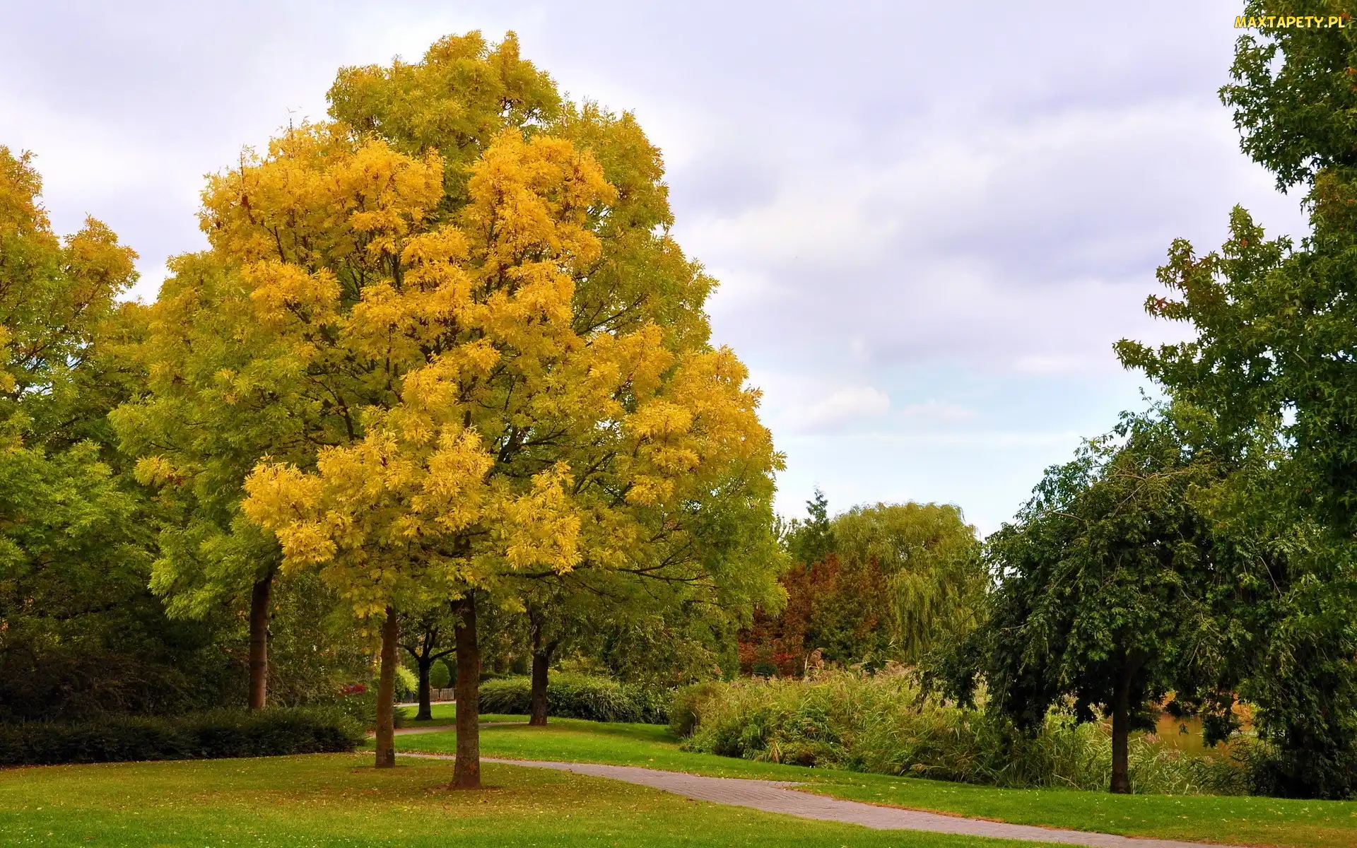 Drzewa, Jesień, Park