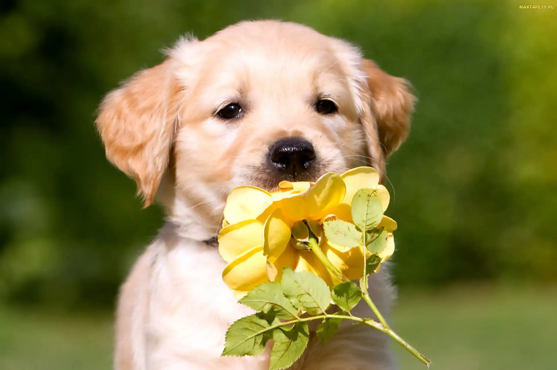 Szczeniak, Róża, Żółta, Golden retriever, Pies
