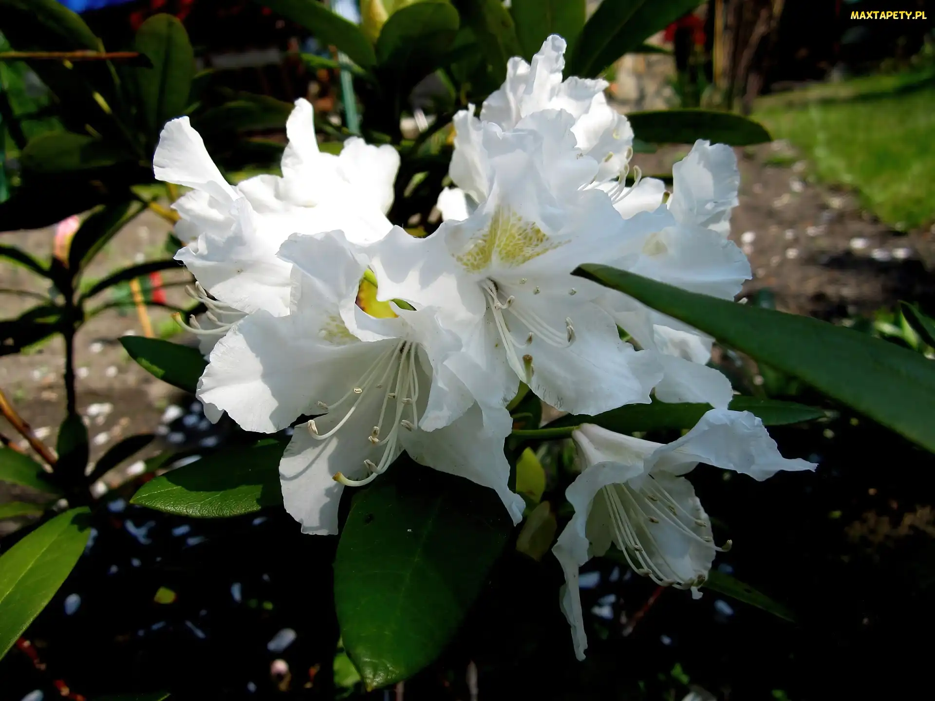 Przyroda, Rododendron, Kwiat