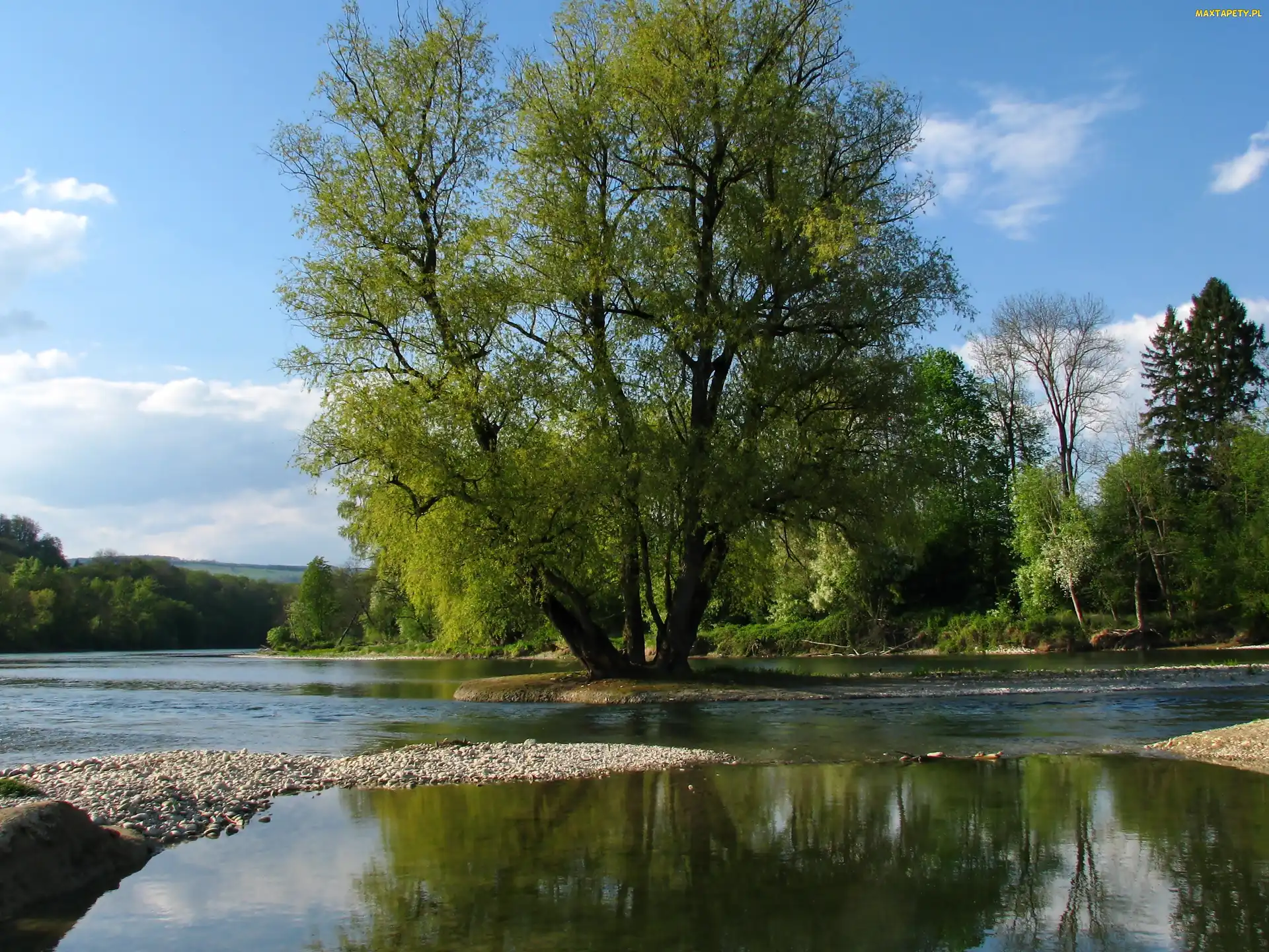 Drzewa, Szwajcaria, Rzeka, Aare