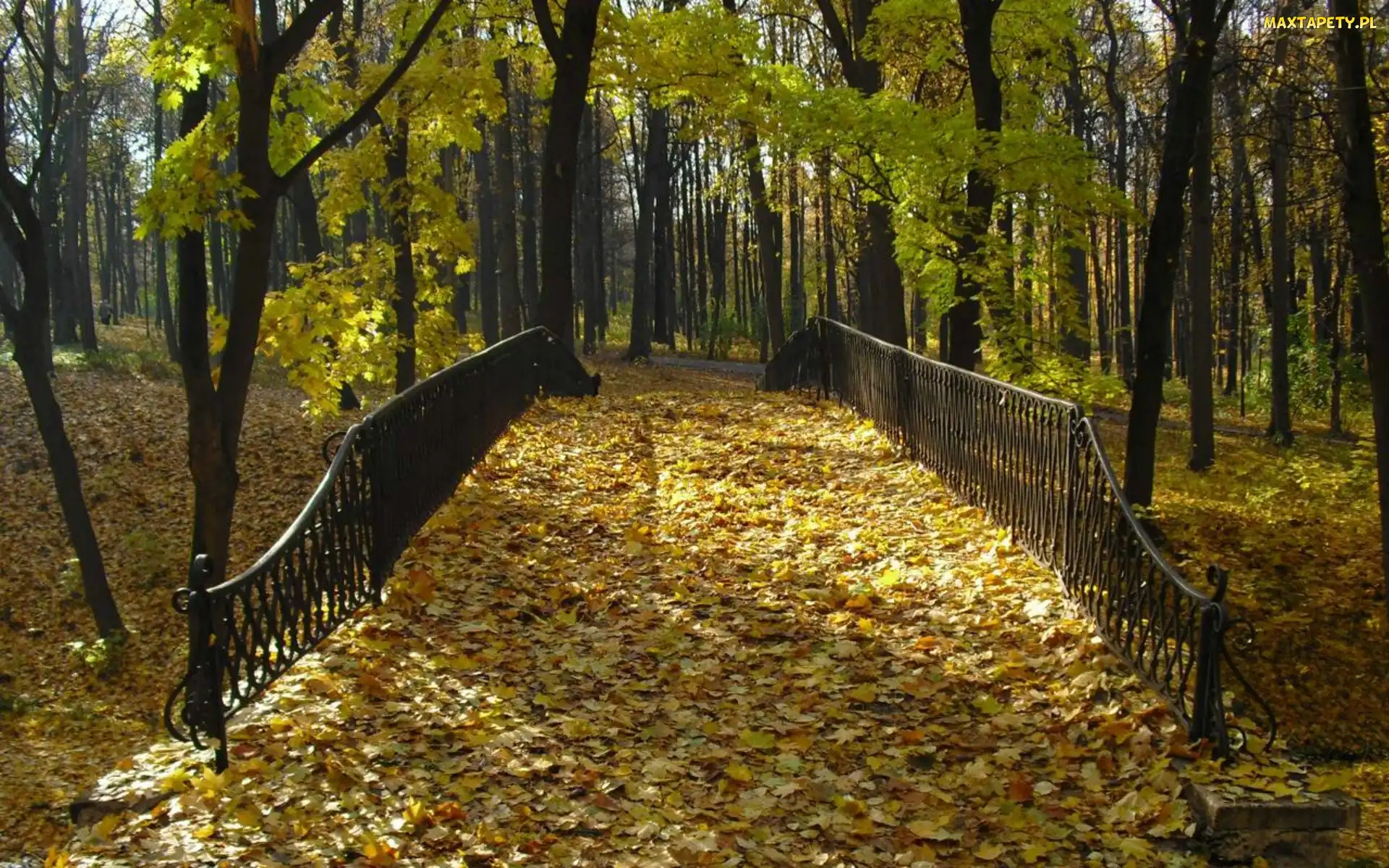 Park, Liście, Mostek, Jesień