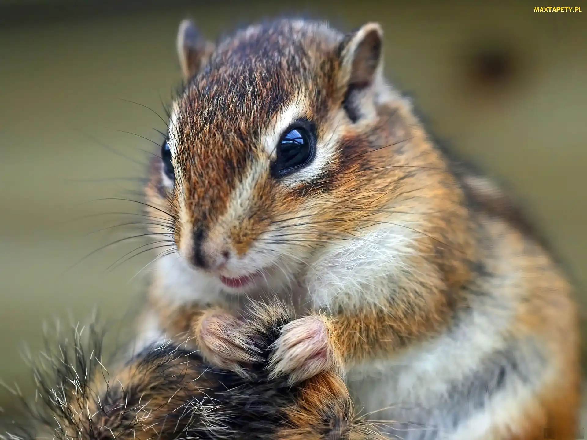 Łapki, Trawa, Chipmunk
