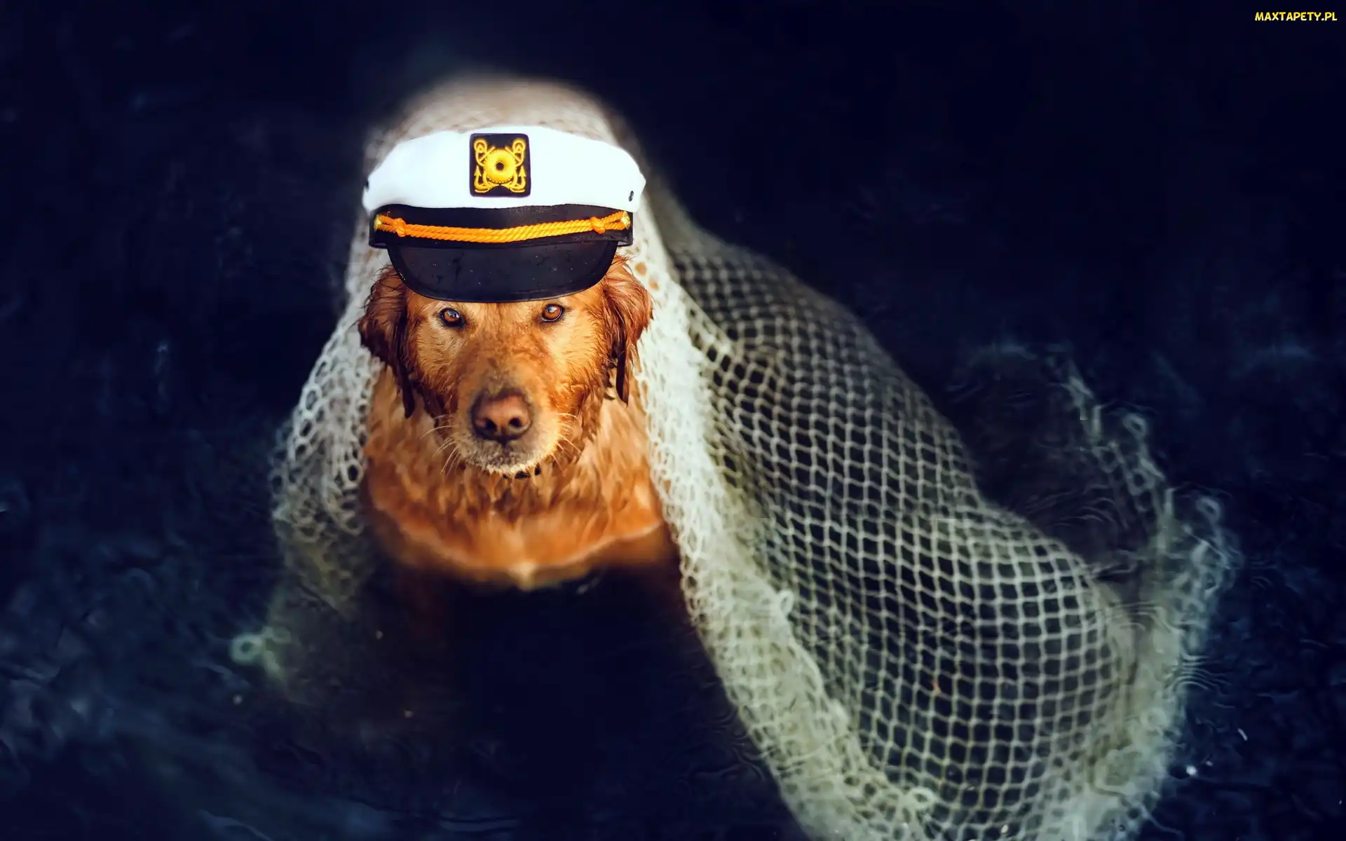 Pies, Kapitan, Czapka, Golden retriever