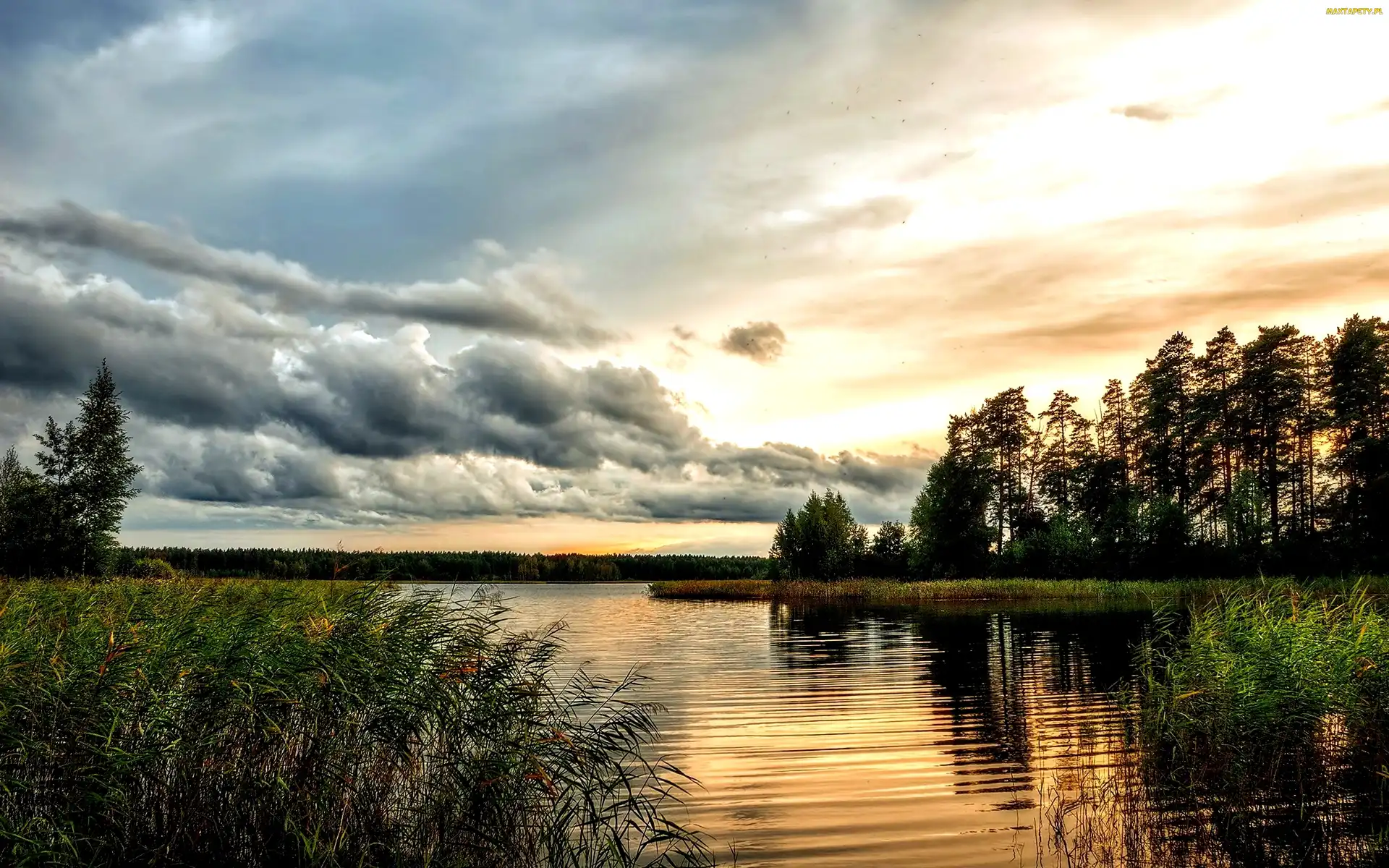Drzewa, Szuwary, Piękne, Jezioro