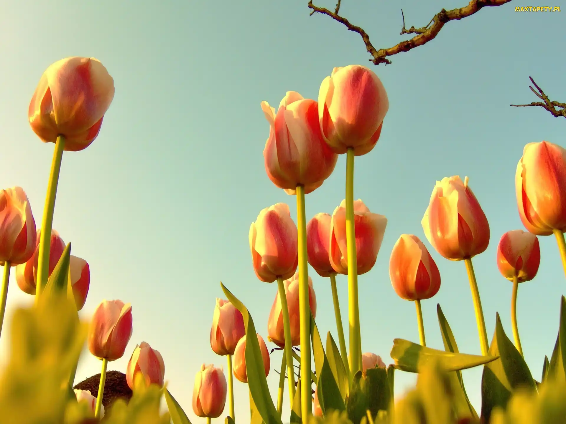 Tulipany, Niebo, Wiosna