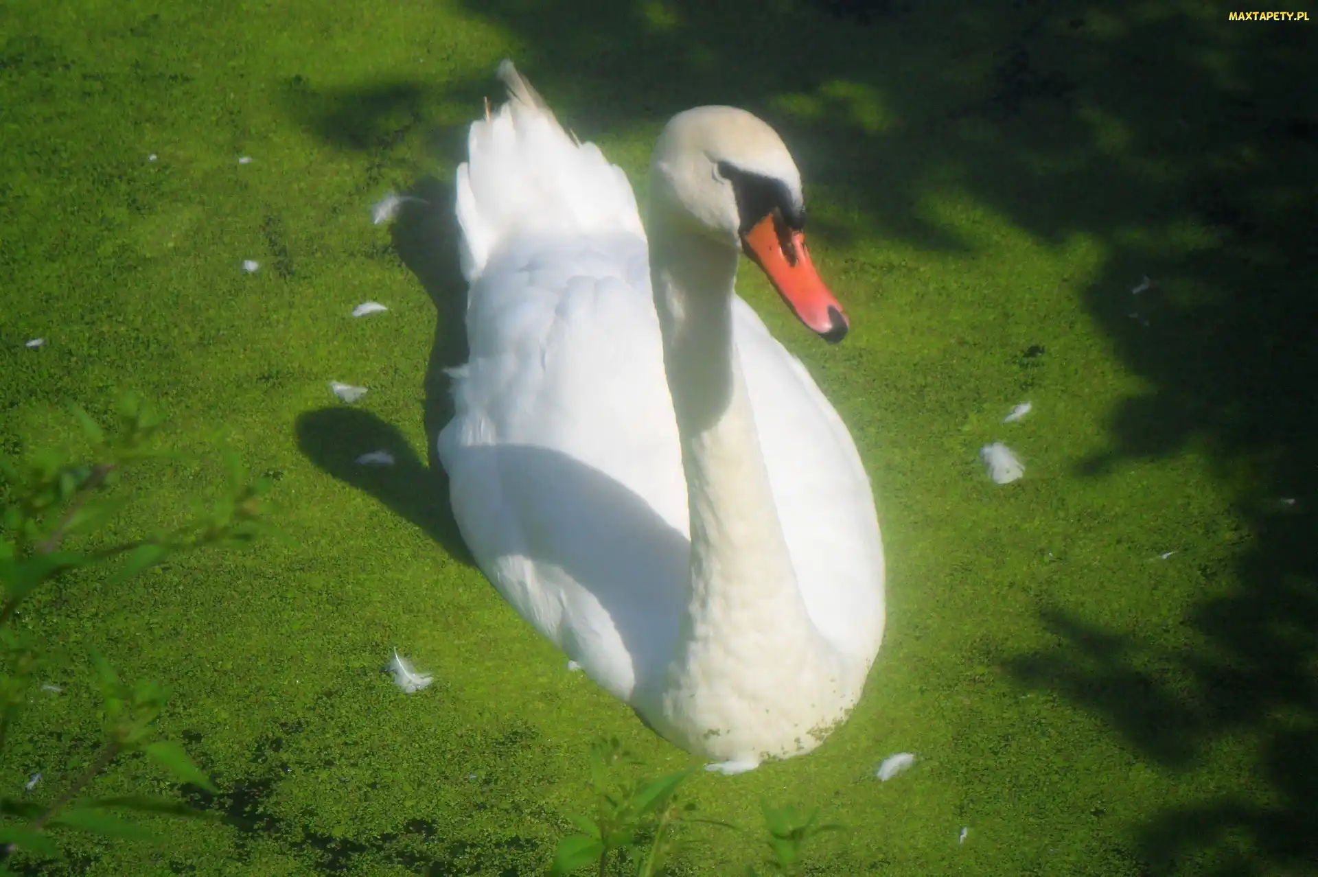 Biały, Łabędź, Piękny