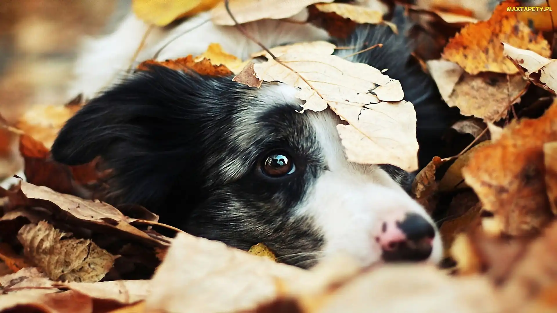 Piesek, Border collie, Liście, Spojrzenie