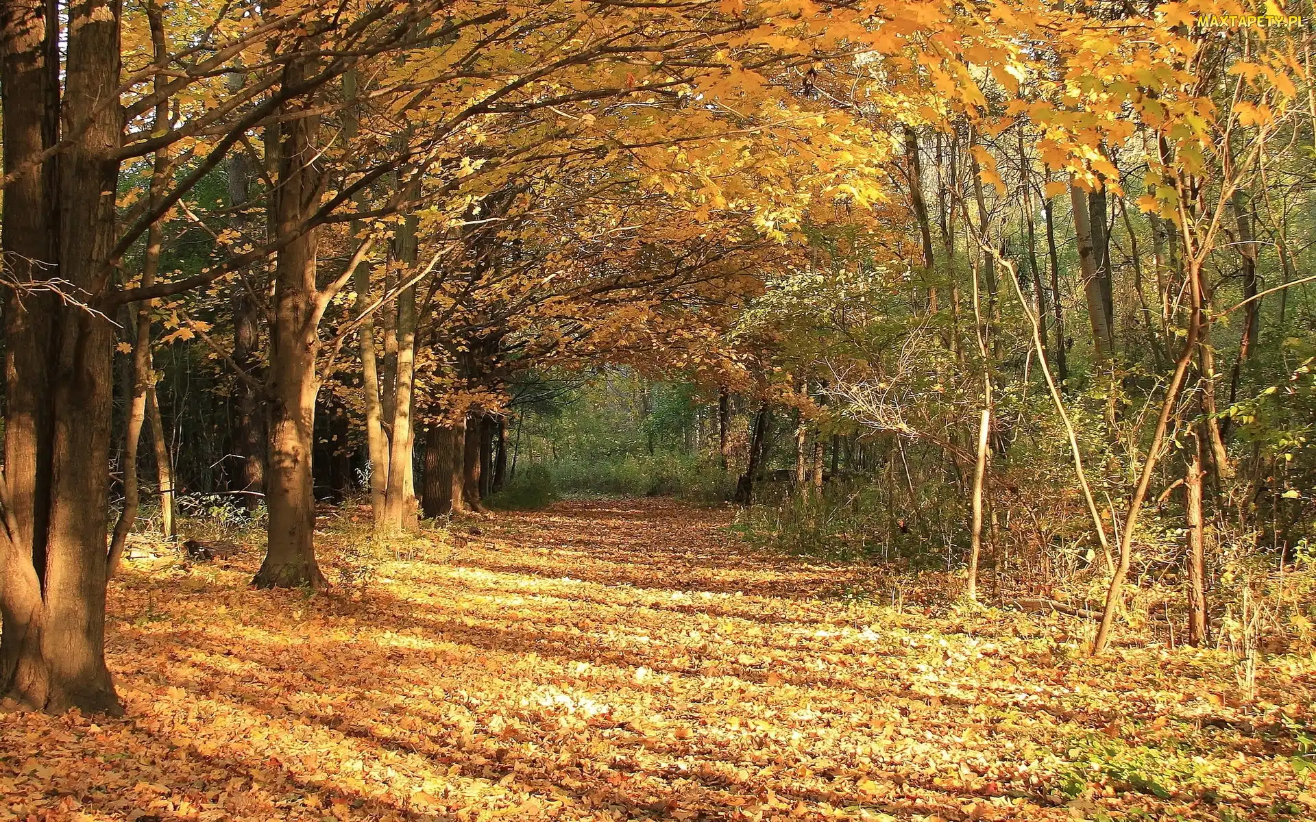 Jesień, Liście, Las, Drzewa