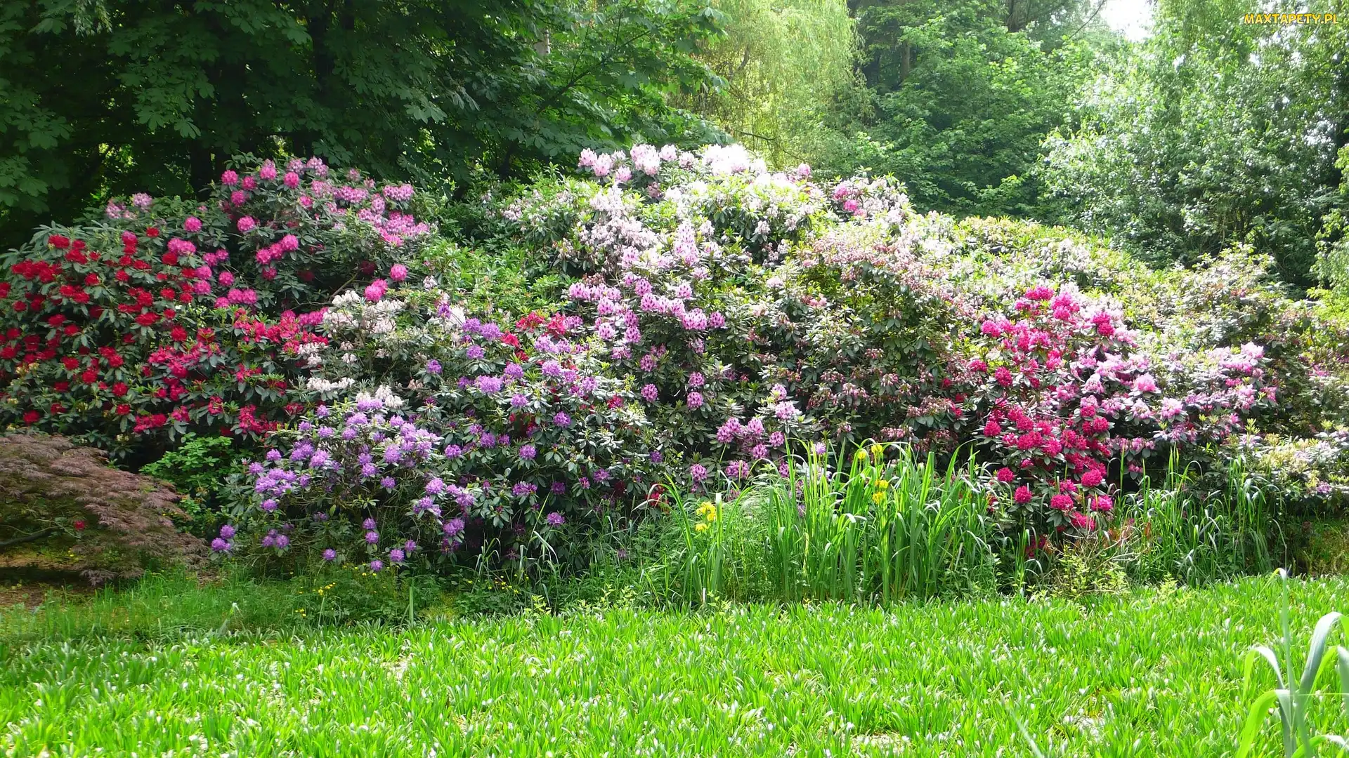 Kwiaty, Zieleń, Park