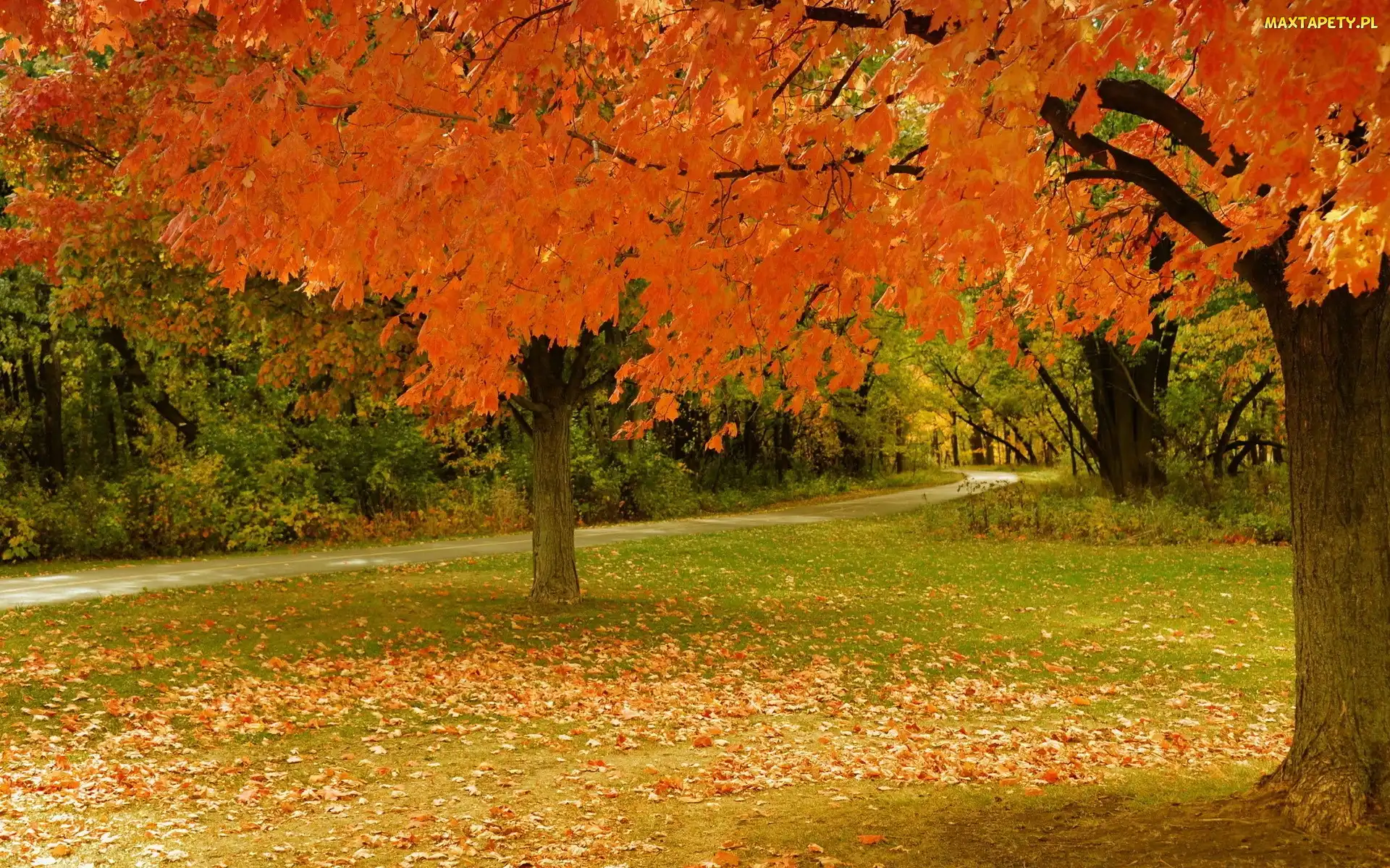 Jesień, Liście, Park