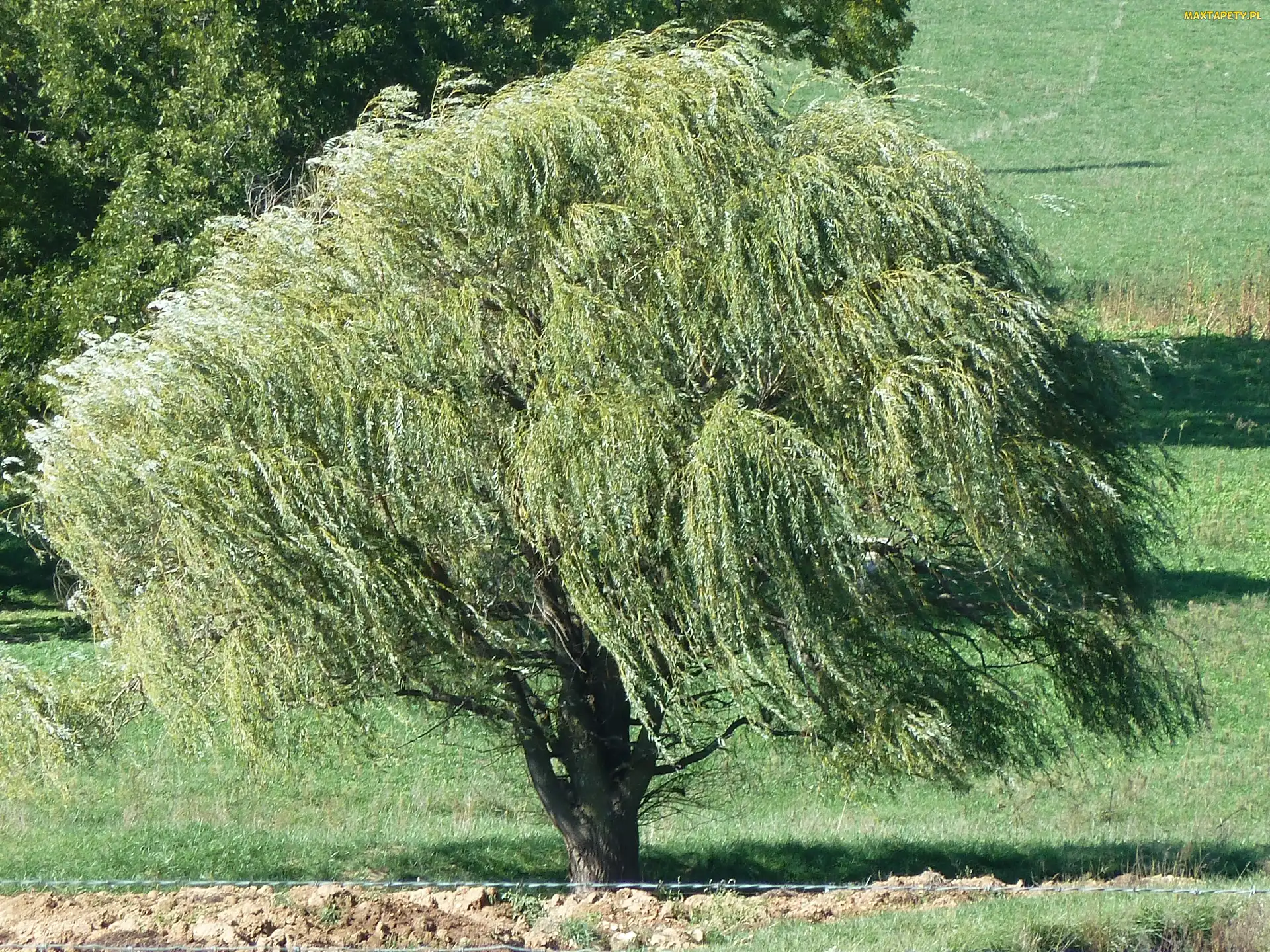 Płacząca, Trawa, Wierzba