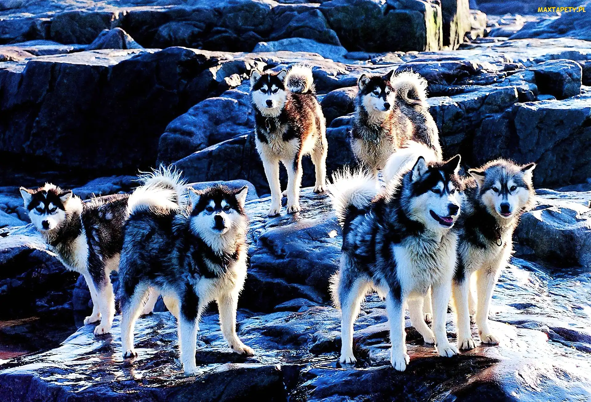 Pieski, Skały, Siberian Husky