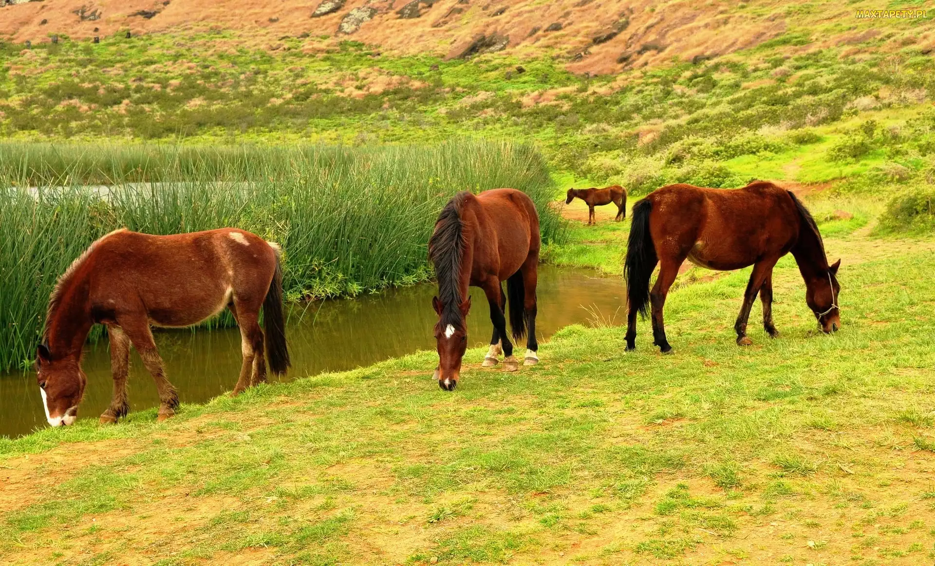 Jezioro, Trawa, Konie