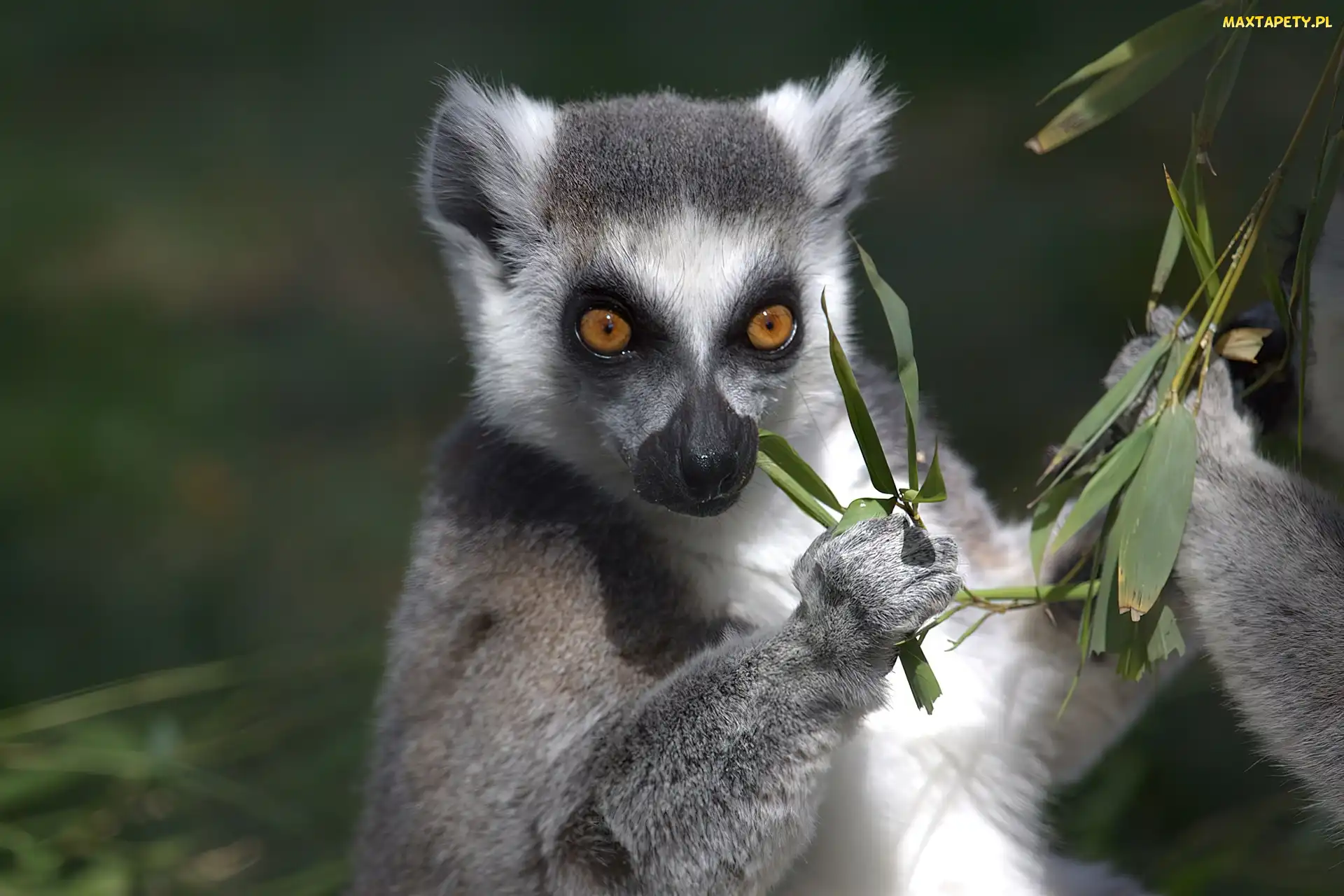 Liśtki, Lemur