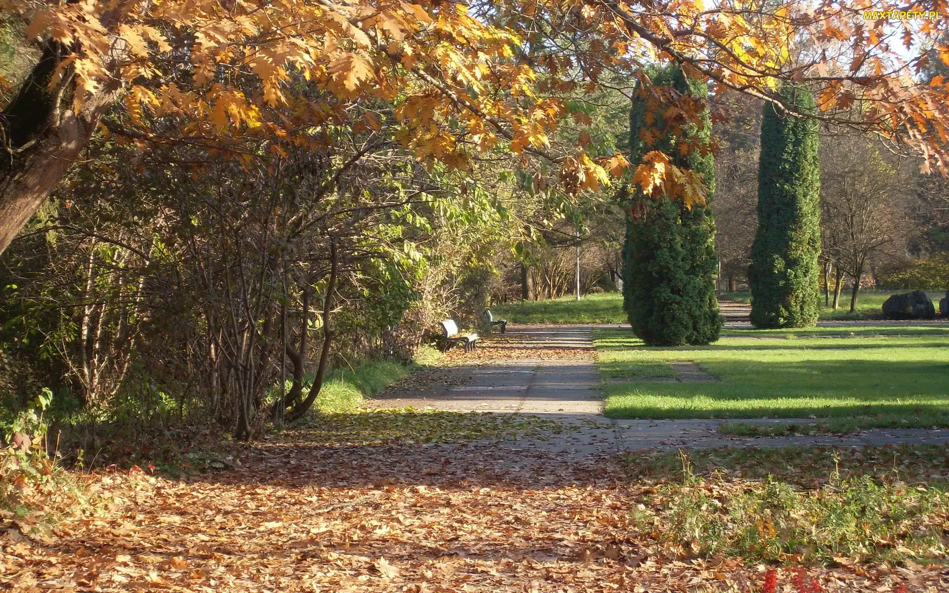 Jesień, Liście, Park, Drzewa