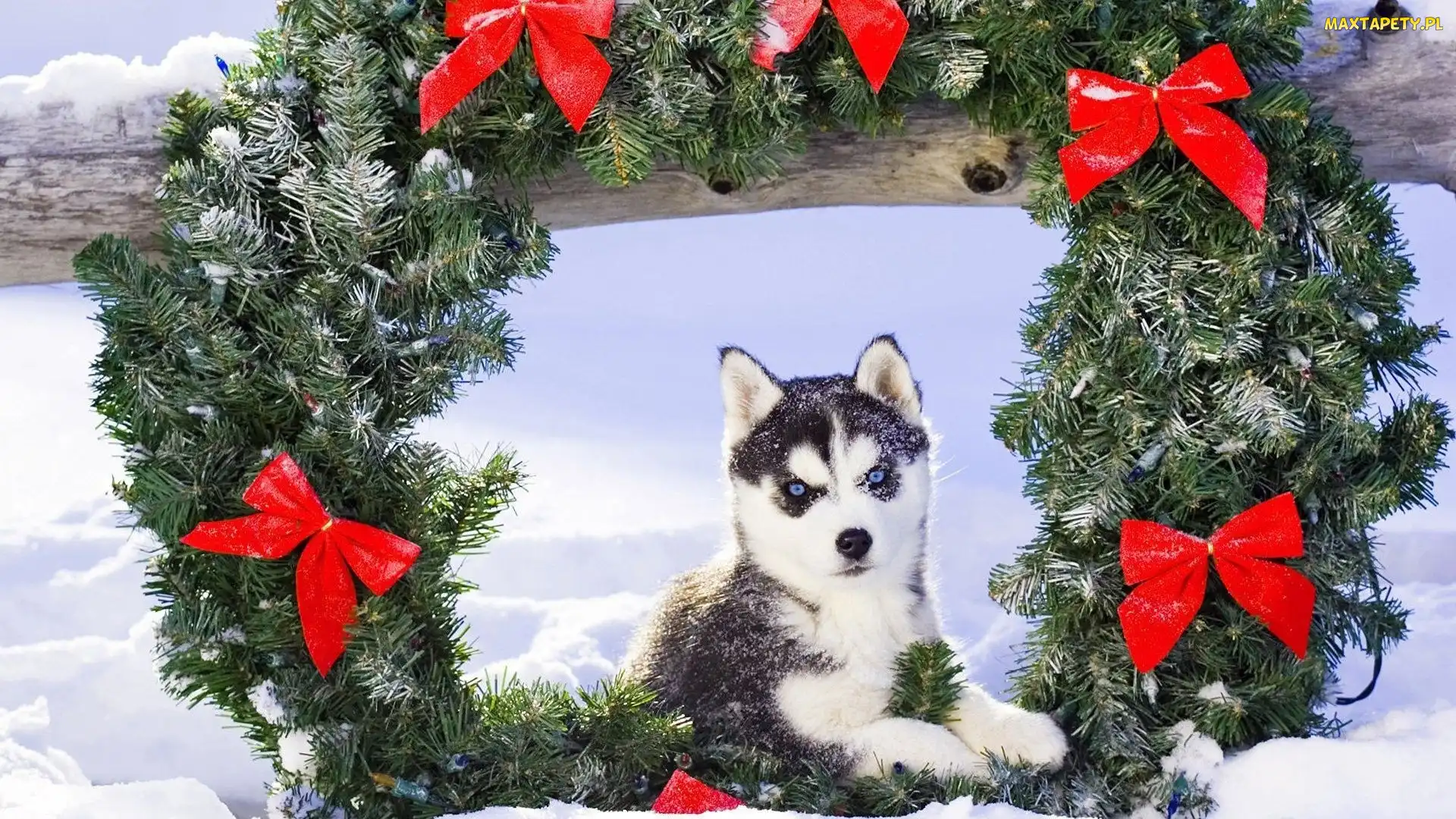 Zima, Wianek, Siberian Husky