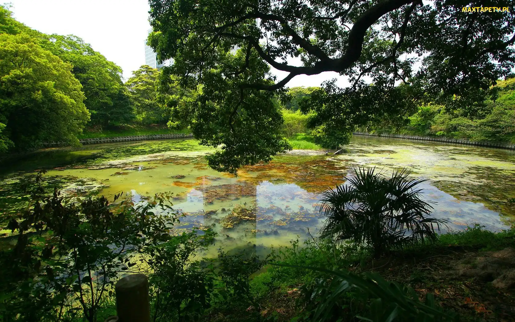 Park, Staw, Drzewa