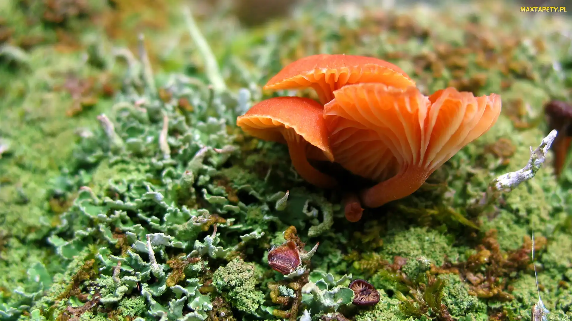 Pomarańczowe, Grzybki