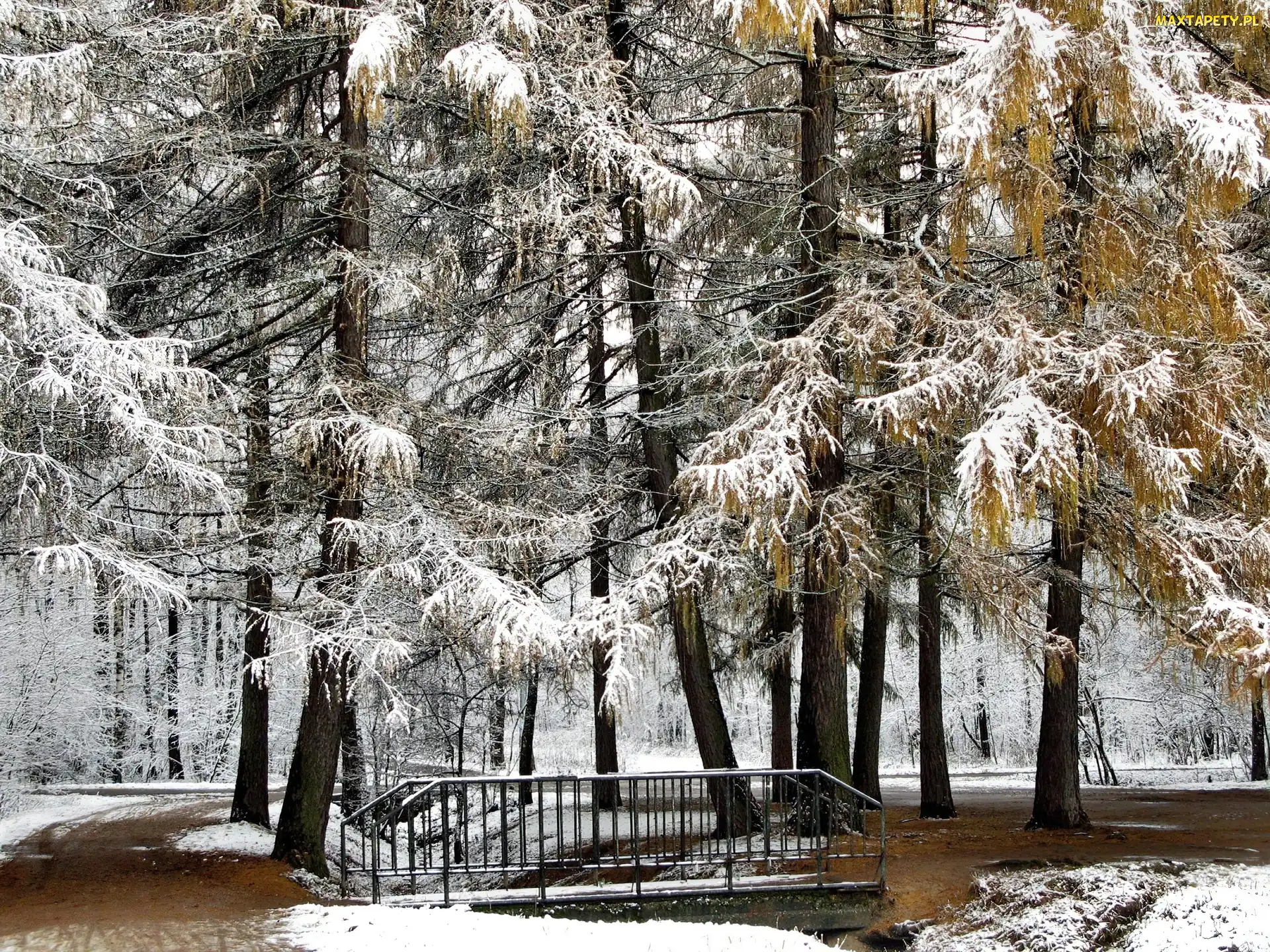 Śnieg, Pierwszy, Park, Mostek