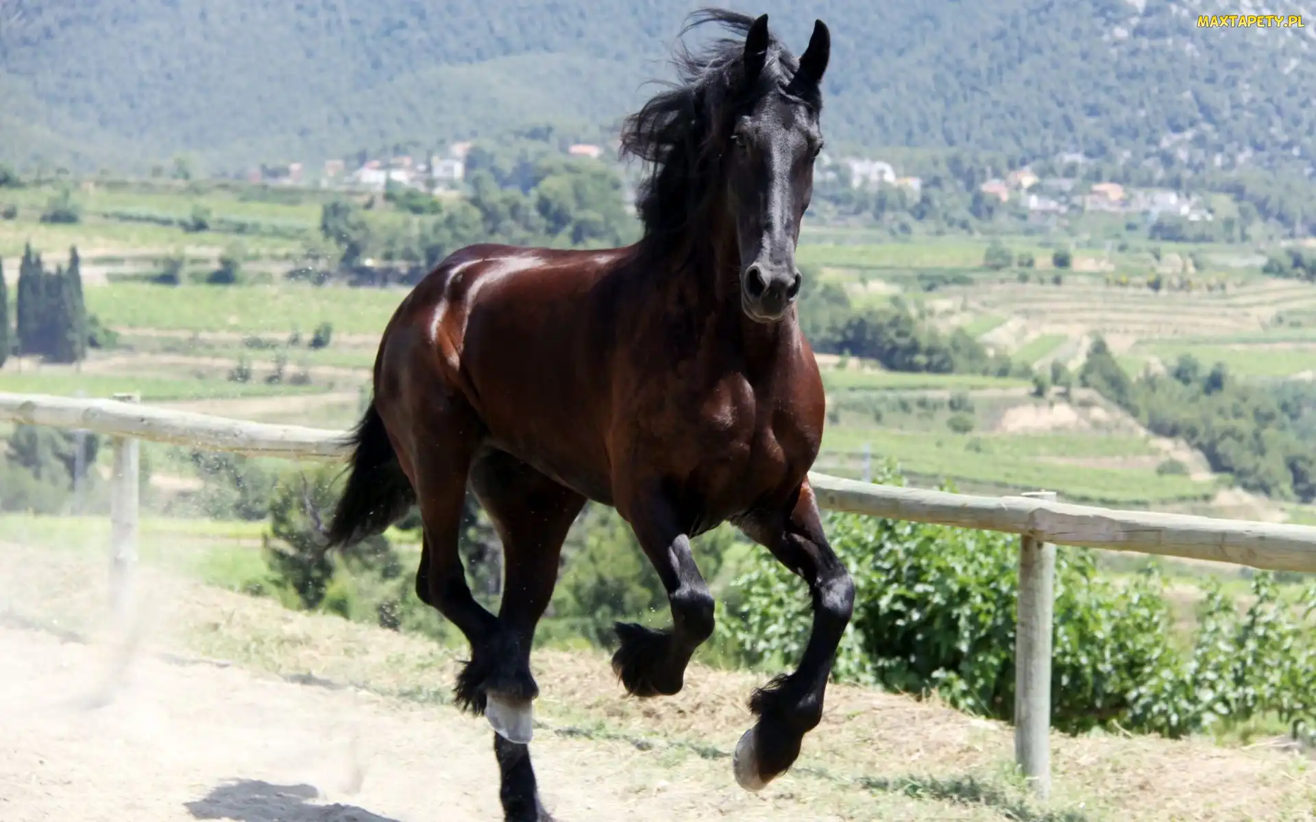 Galop, Koń