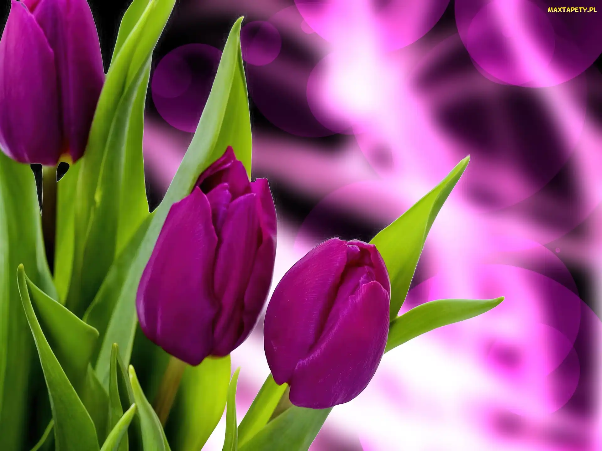 Tulipany, Liście, Purpurowe
