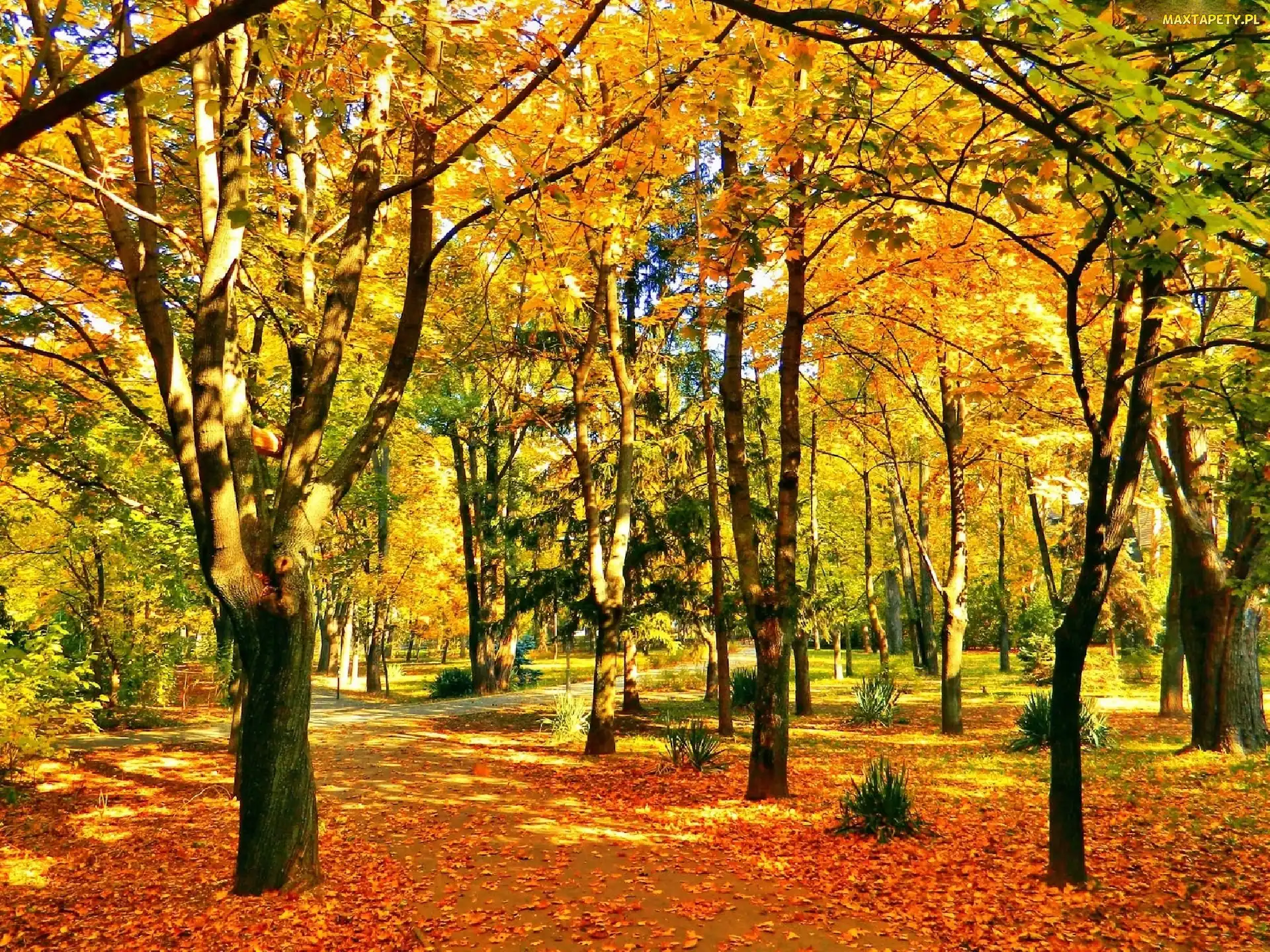 Dzień, Słoneczny, Jesień, Park