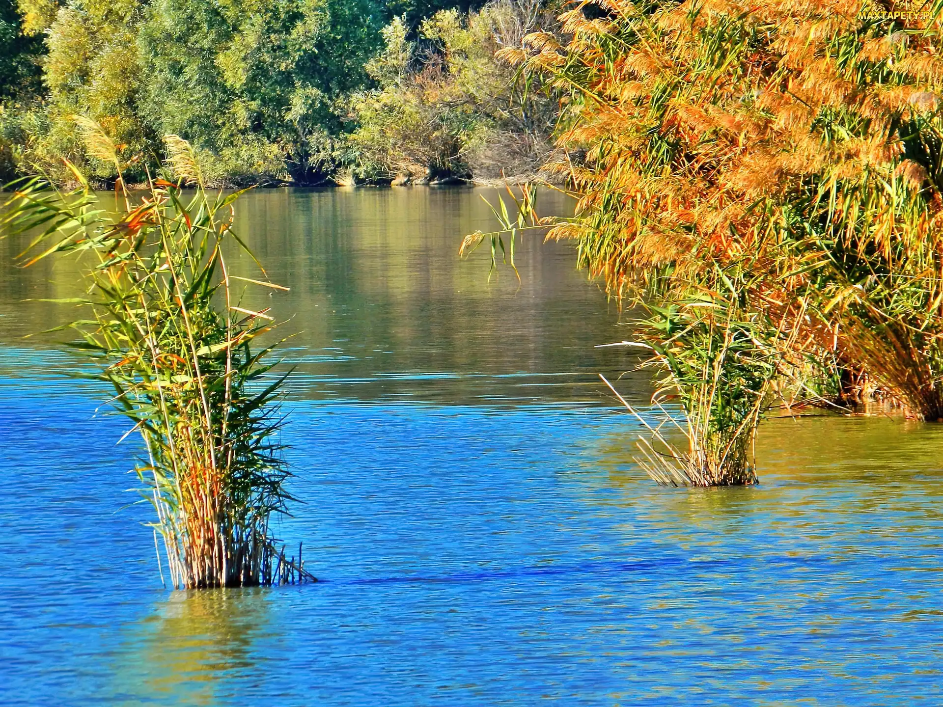 Jezioro, Szuwary, Jesień