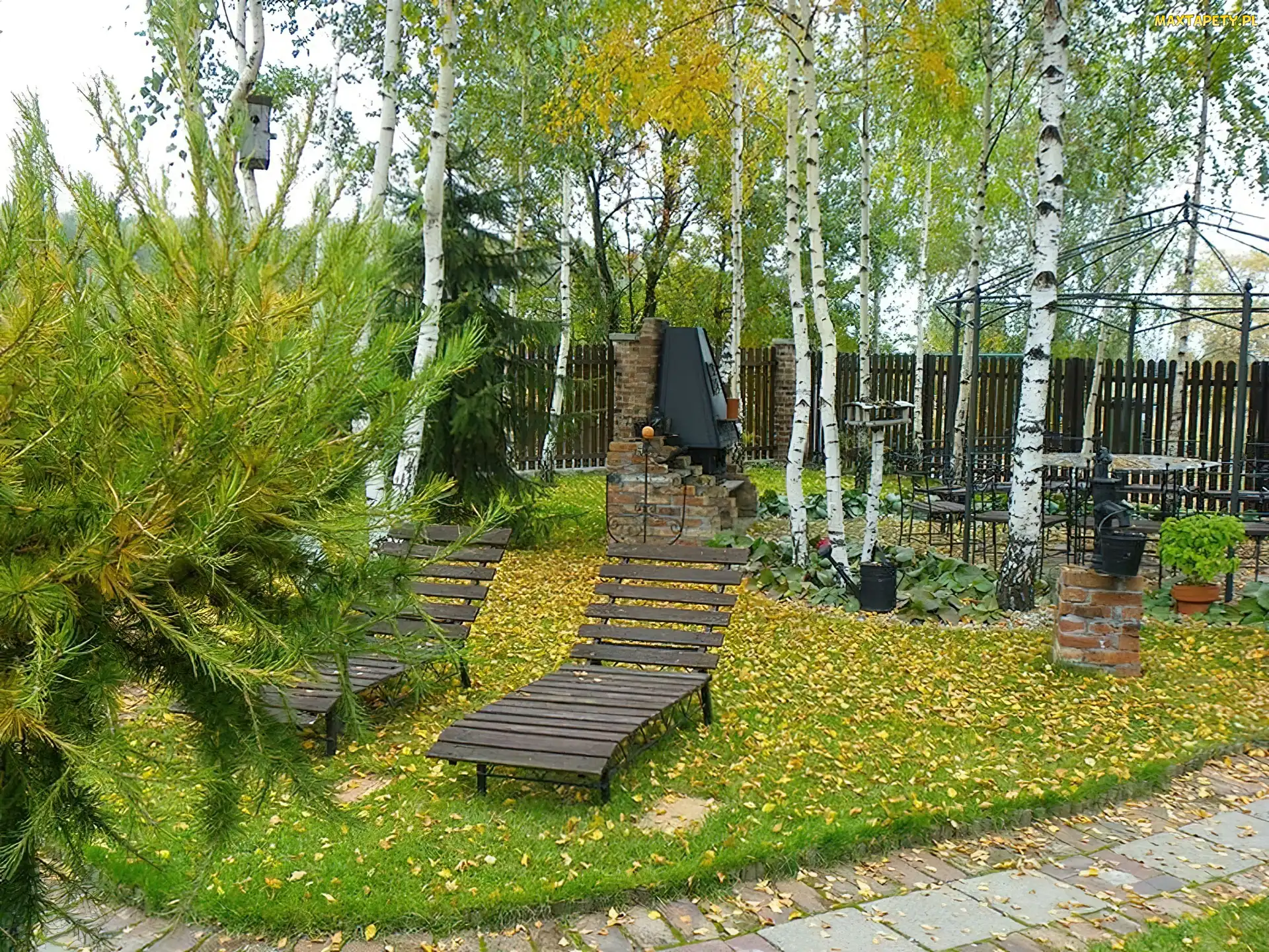 Jesień, Brzozy, Drzewa