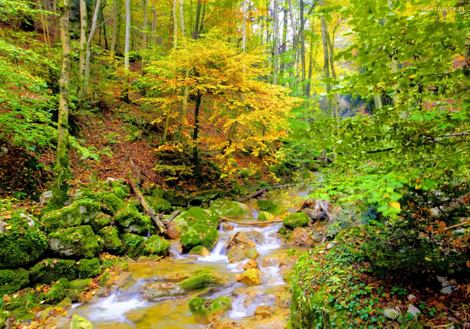 Jesień, Drzewa, Las, Strumyk