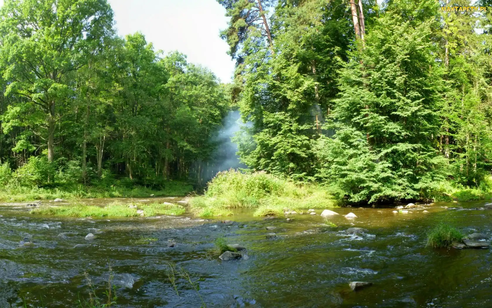 Kamienie, Drzewa, Rzeka, Las