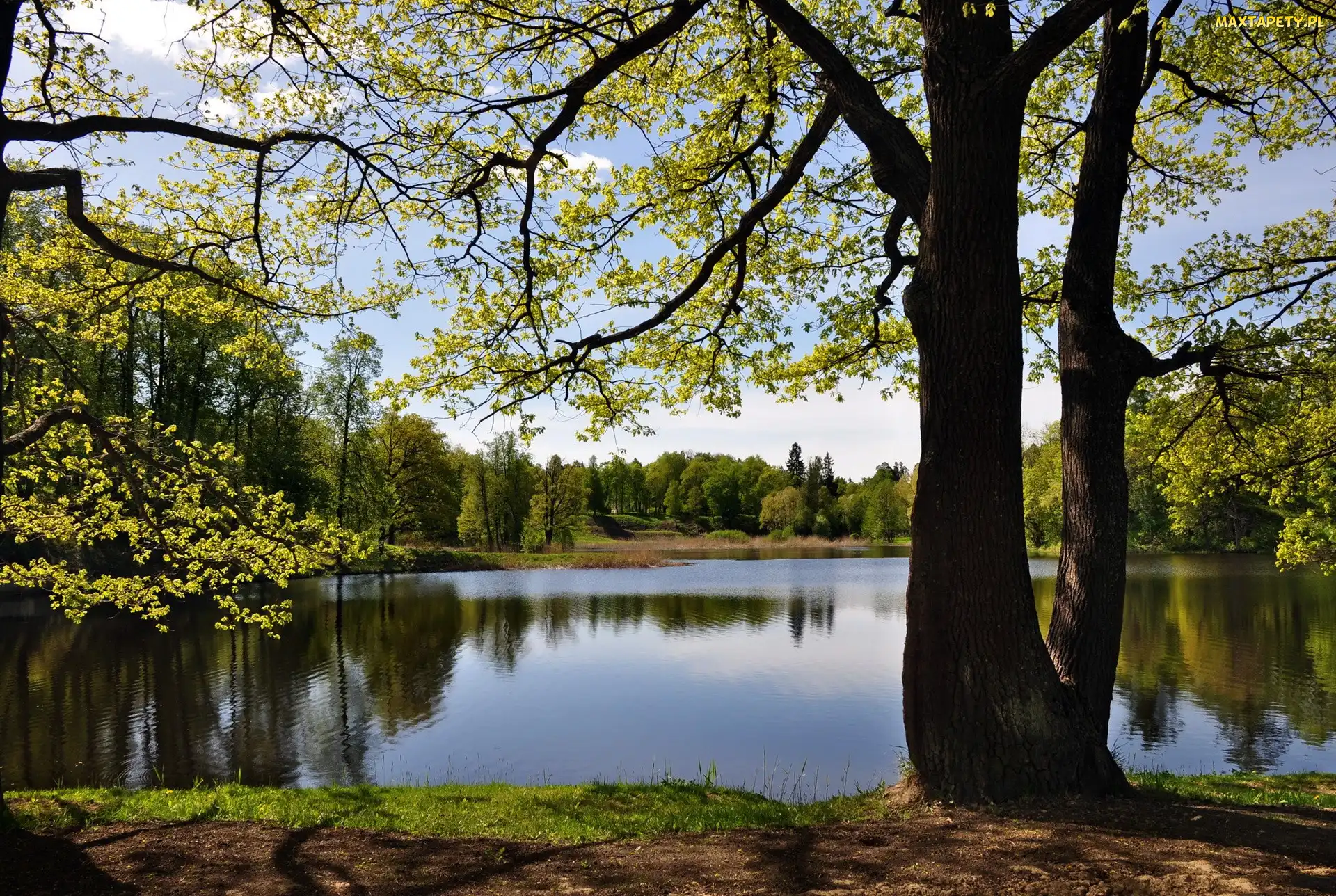 Jezioro, Drzewa