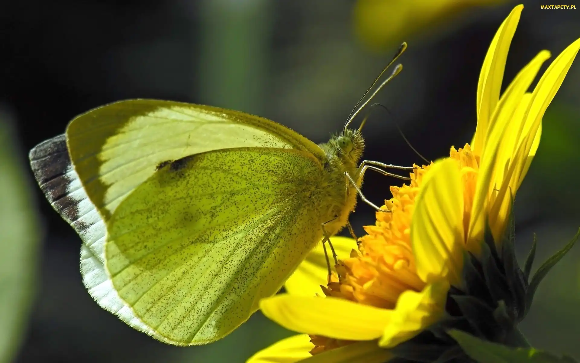 Bielinek rzepnik, Kwiat, Motyl