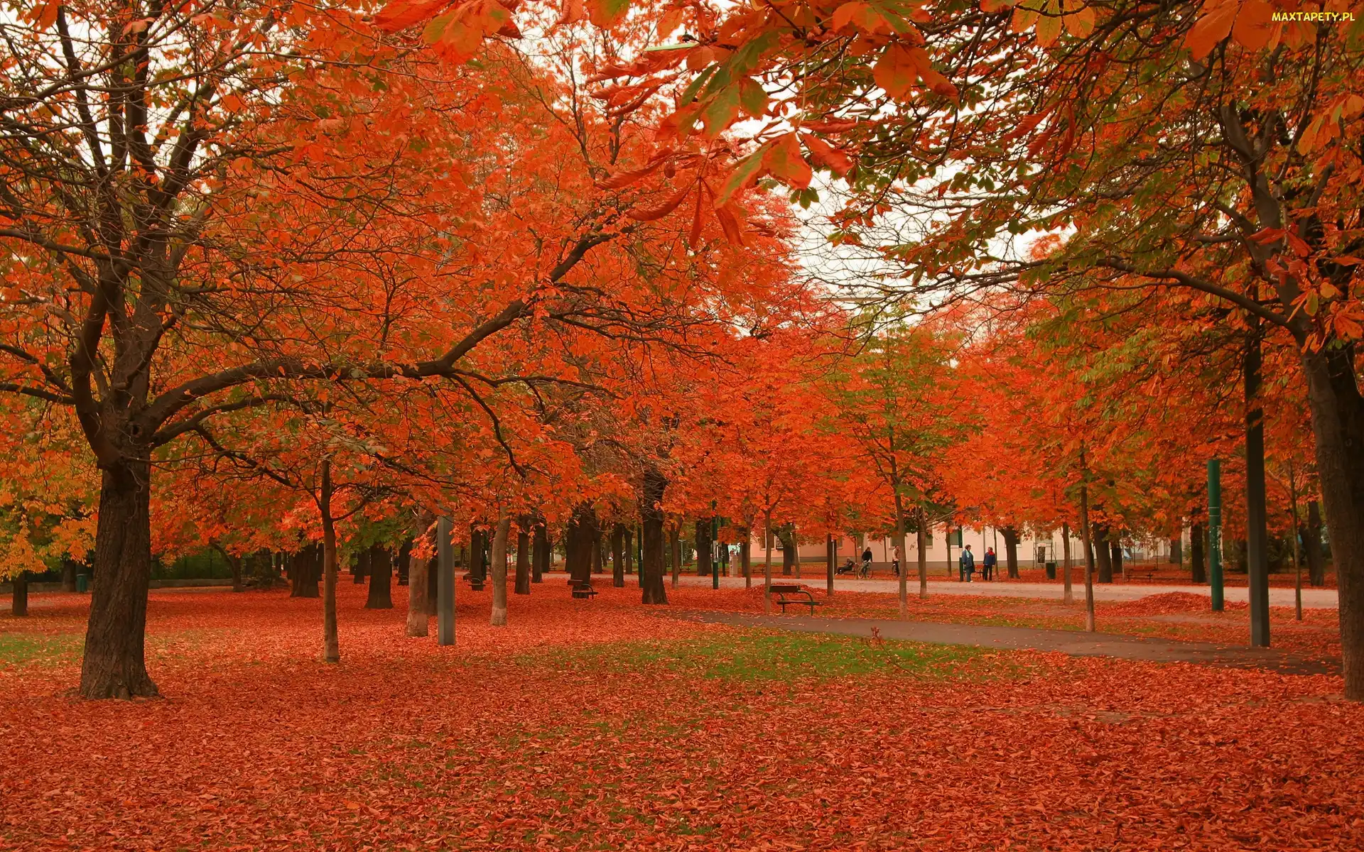 Park, Drzewa, Ławka, Jesień