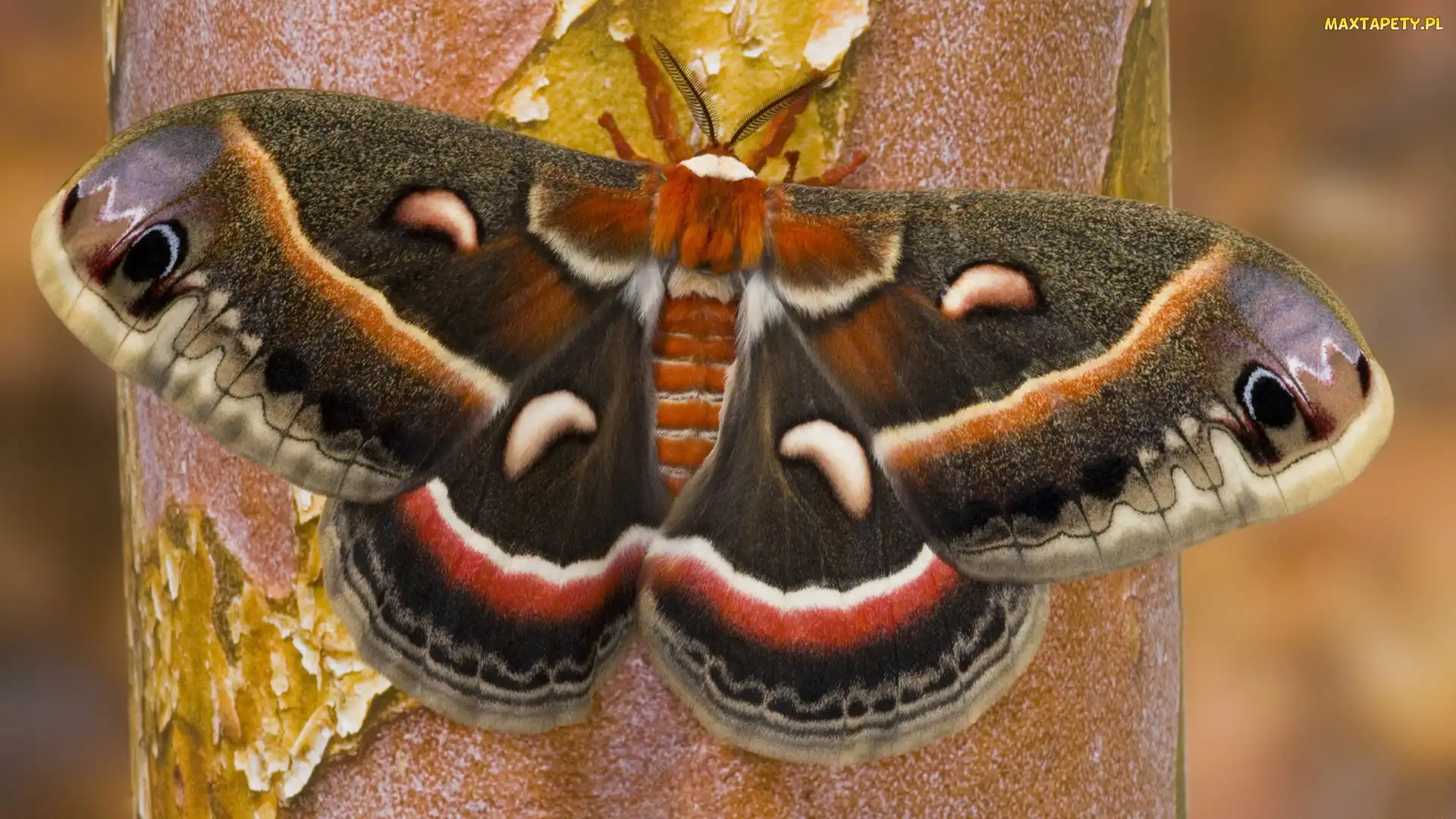 Motyl, Drzewo, Kolorowy