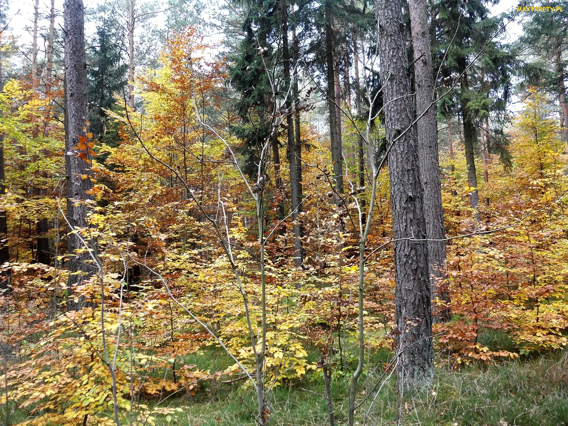 Jesień, Liście, Żółte, Drzewa, Las