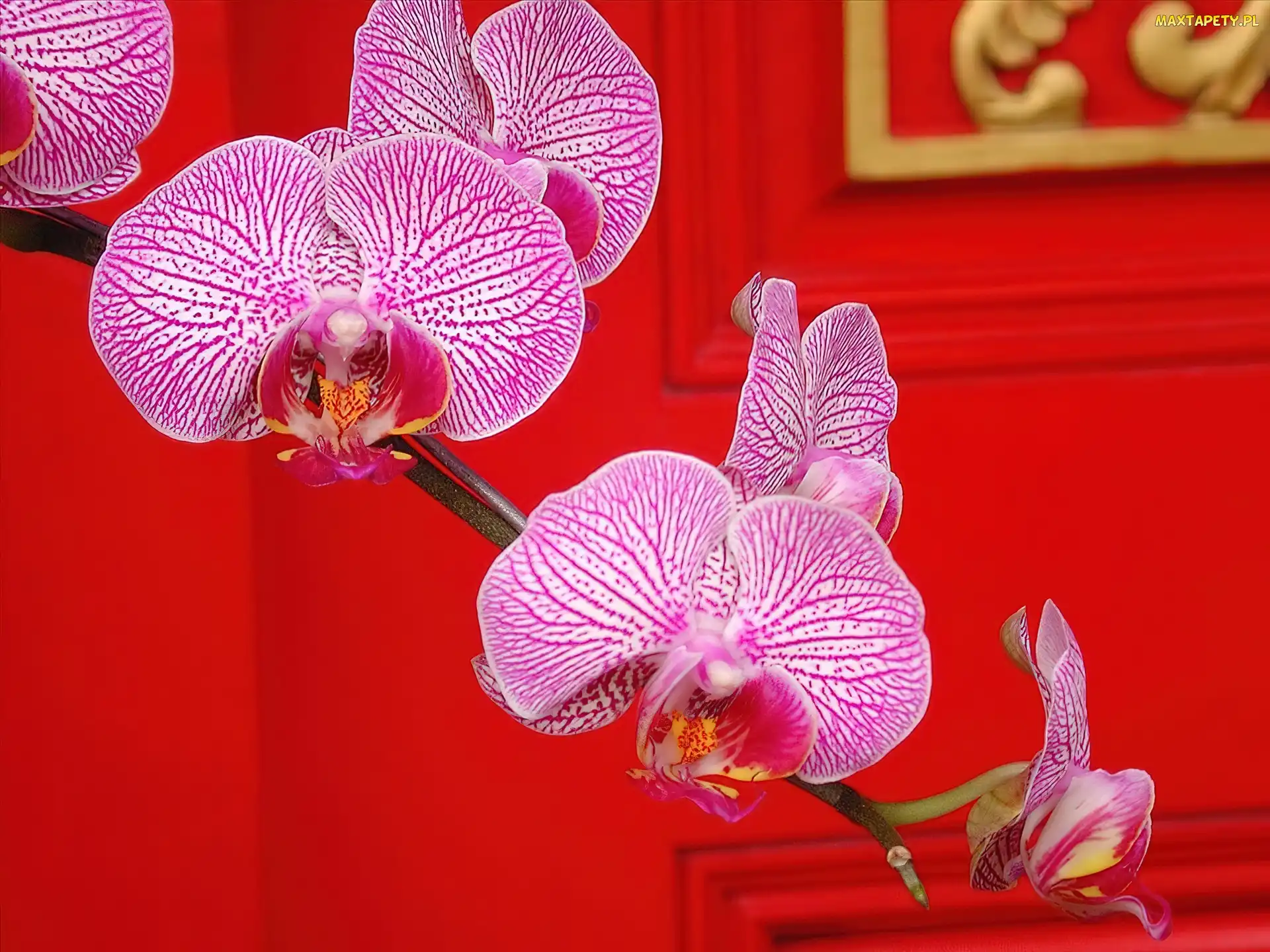 Tło, Czerwone, Różowe, Orchidee